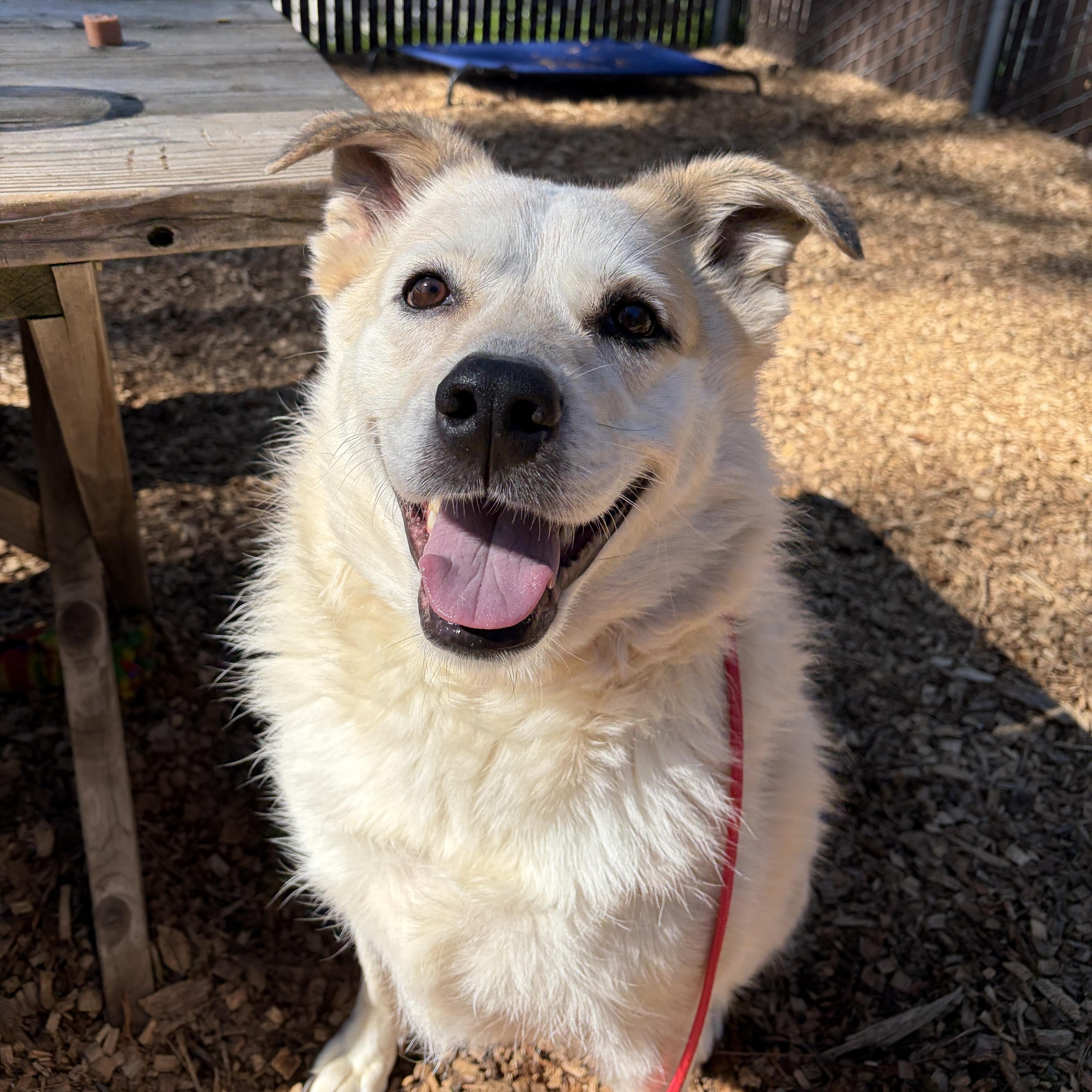 Frank- Mellow Boy, an adoptable mixed breed in Grass Valley, CA image 2/6
