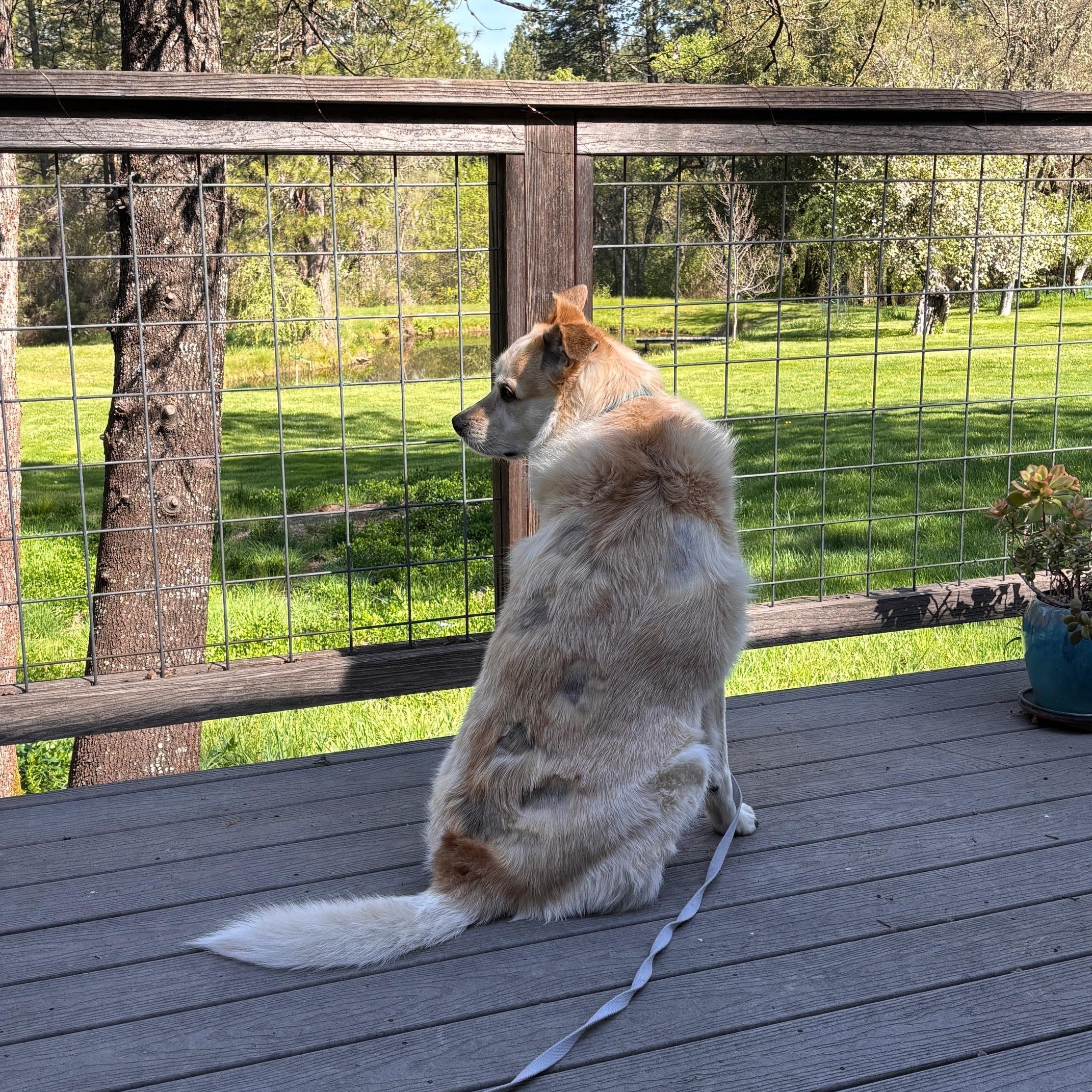 Frank- Mellow Boy, an adoptable mixed breed in Grass Valley, CA image 6/6