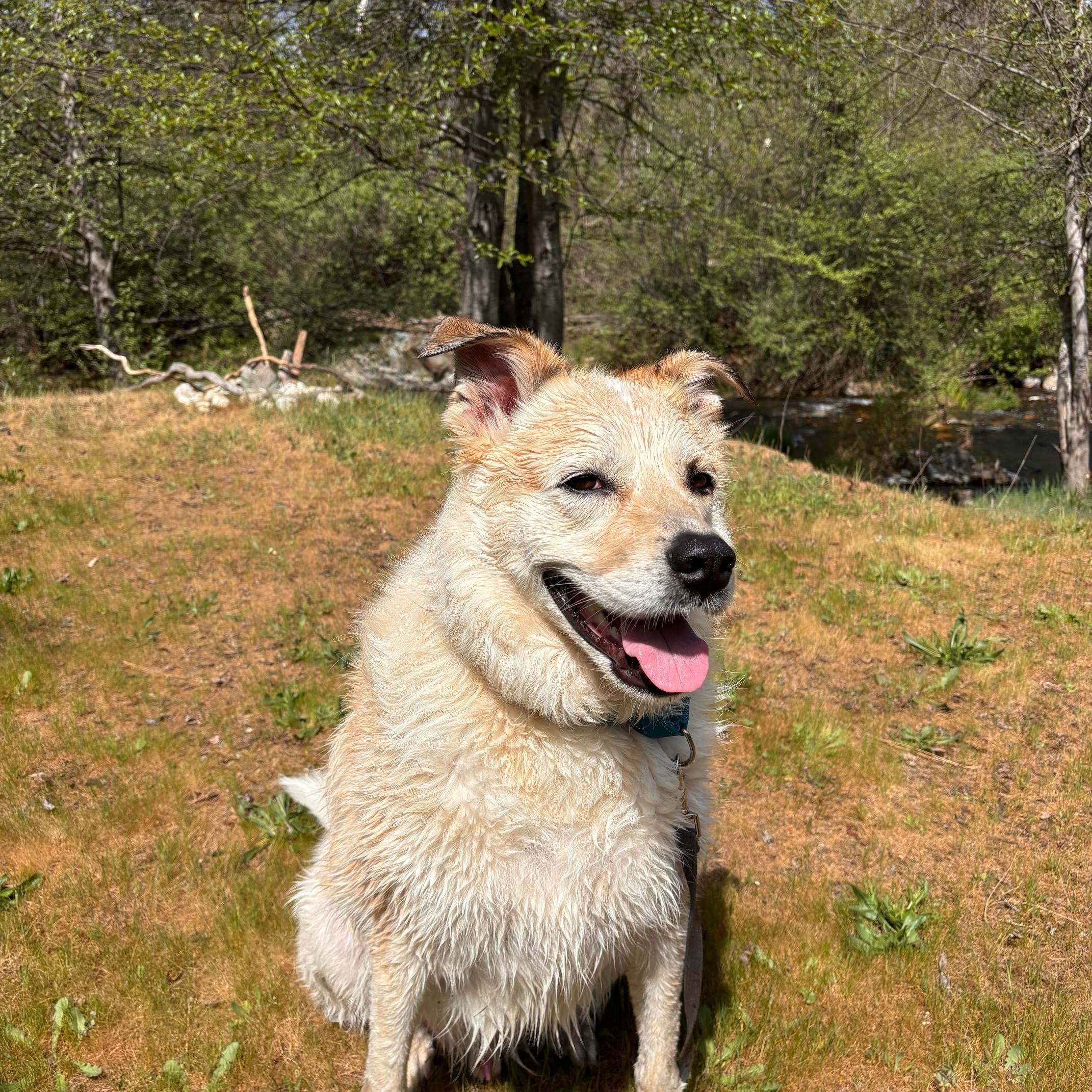 Frank- Mellow Boy, an adoptable mixed breed in Grass Valley, CA image 5/6