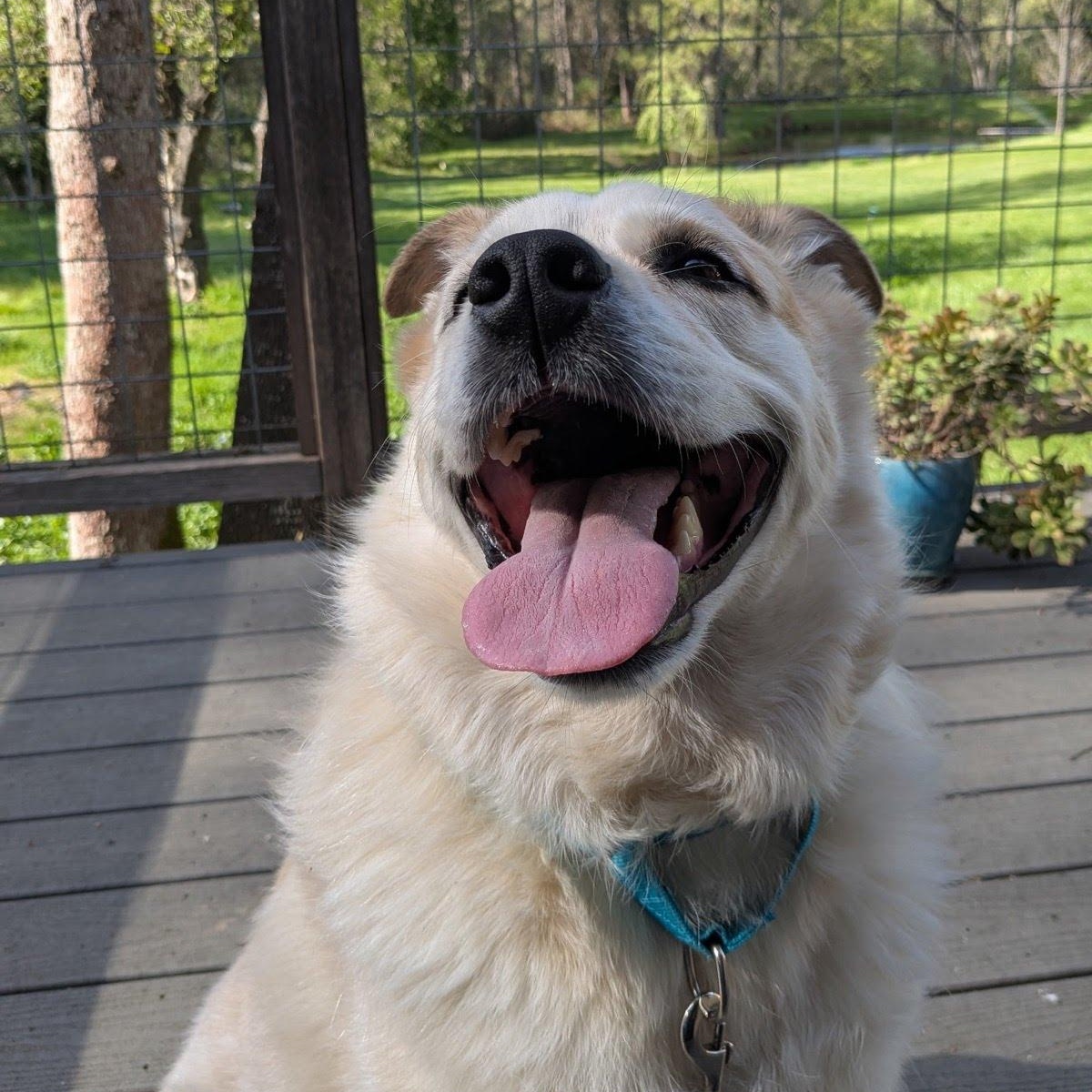 Frank- Mellow Boy, an adoptable mixed breed in Grass Valley, CA image 4/6