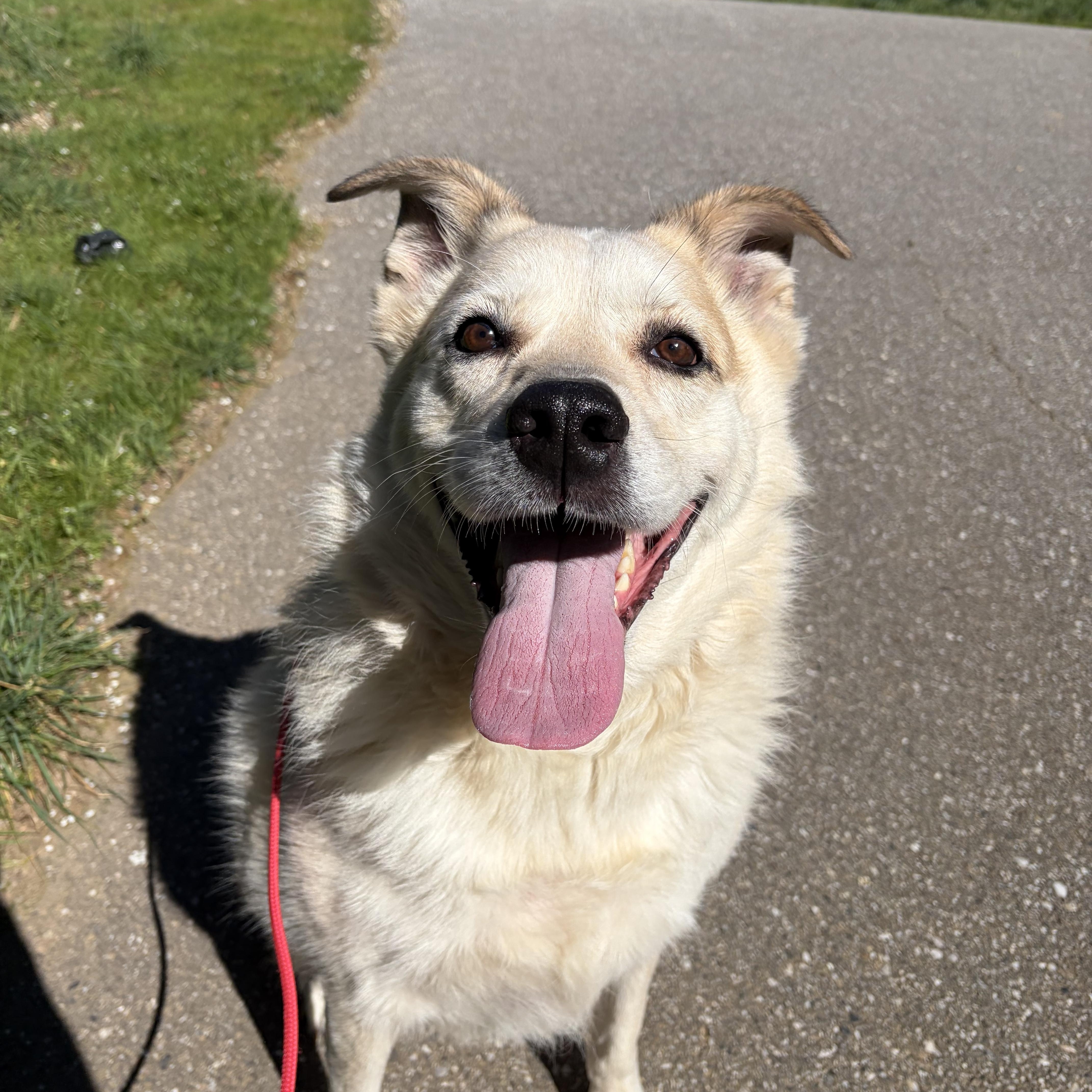 Frank- Mellow Boy, an adoptable mixed breed in Grass Valley, CA image 3/6