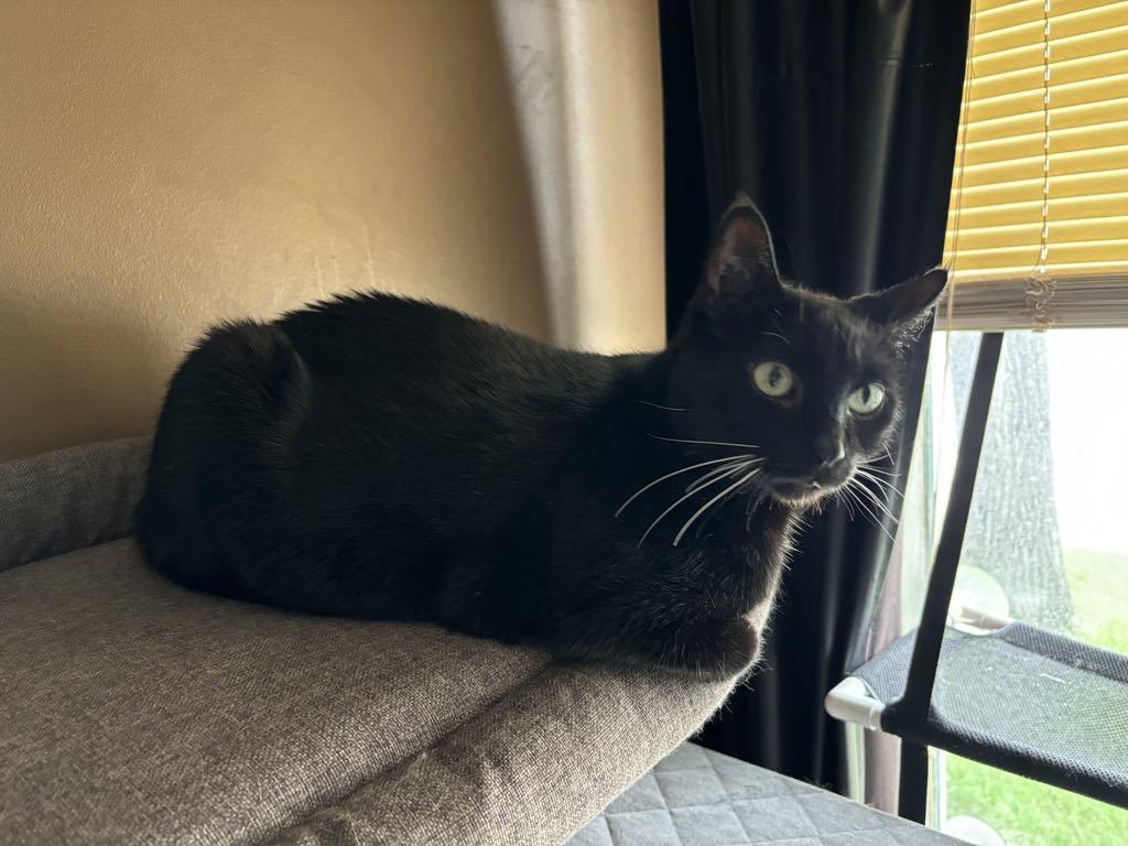 Bagherra, adoptable, Adult Male Domestic Short Hair.