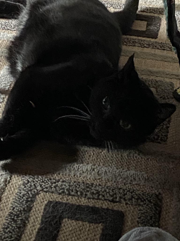 Bagherra, a Adoptable Domestic Short Hair in Winnipeg, MB image 2/5