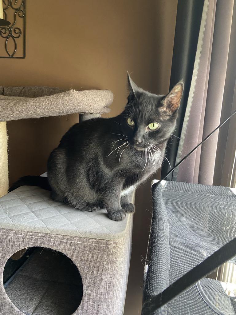 Bagherra, an adoptable Domestic Short Hair in Winnipeg, MB, R2W 2B3 | Photo Image 5