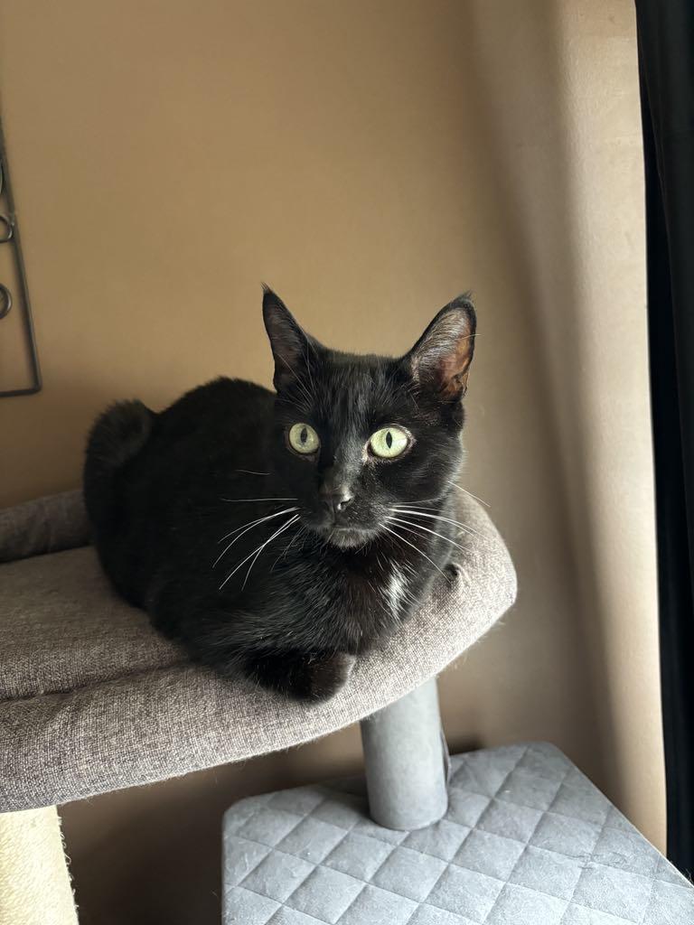 Bagherra, a Adoptable Domestic Short Hair in Winnipeg, MB image 4/5