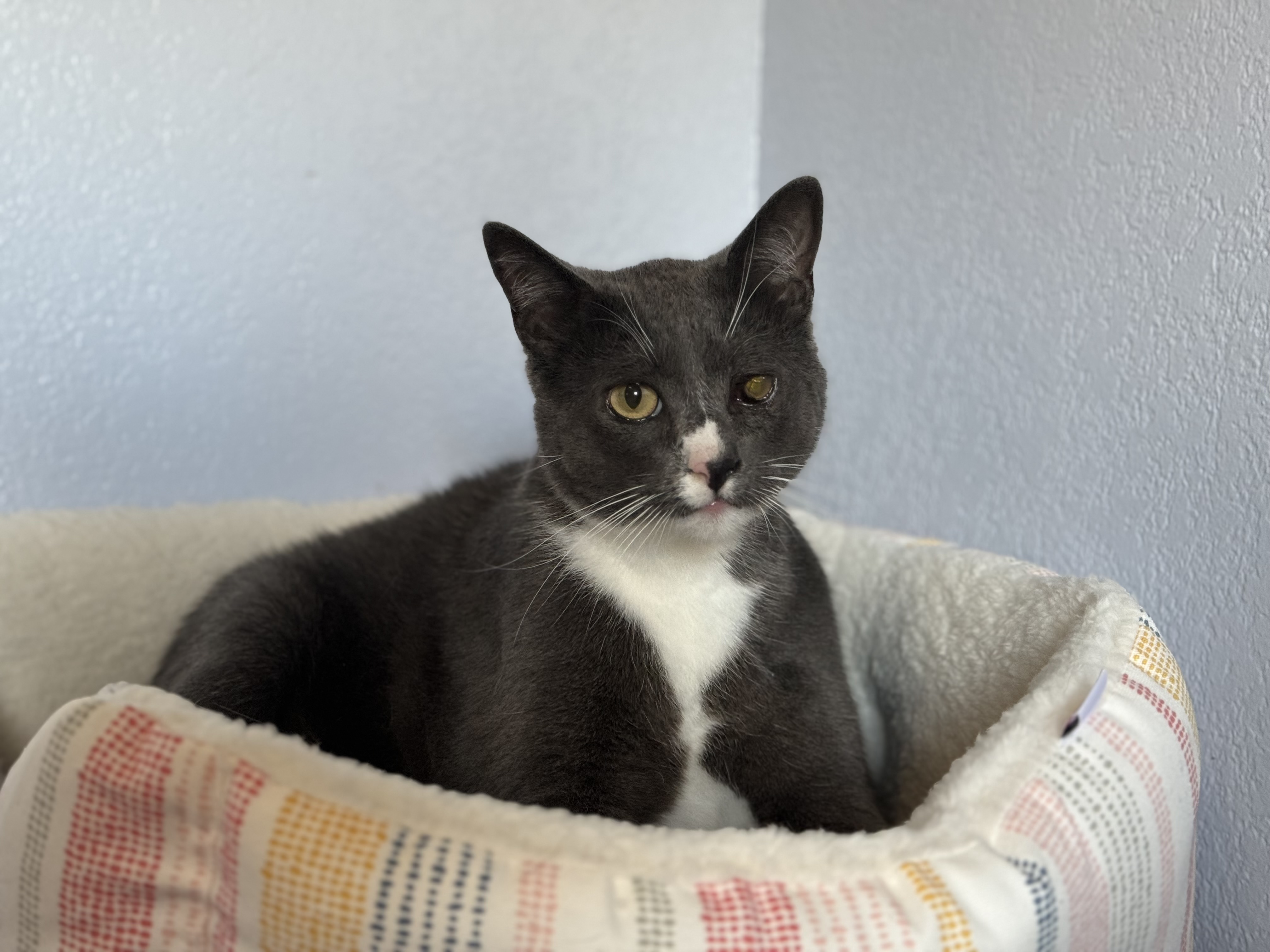 Melvin INDOOR ONLY, Adoptable, Young Male Domestic Short Hair.