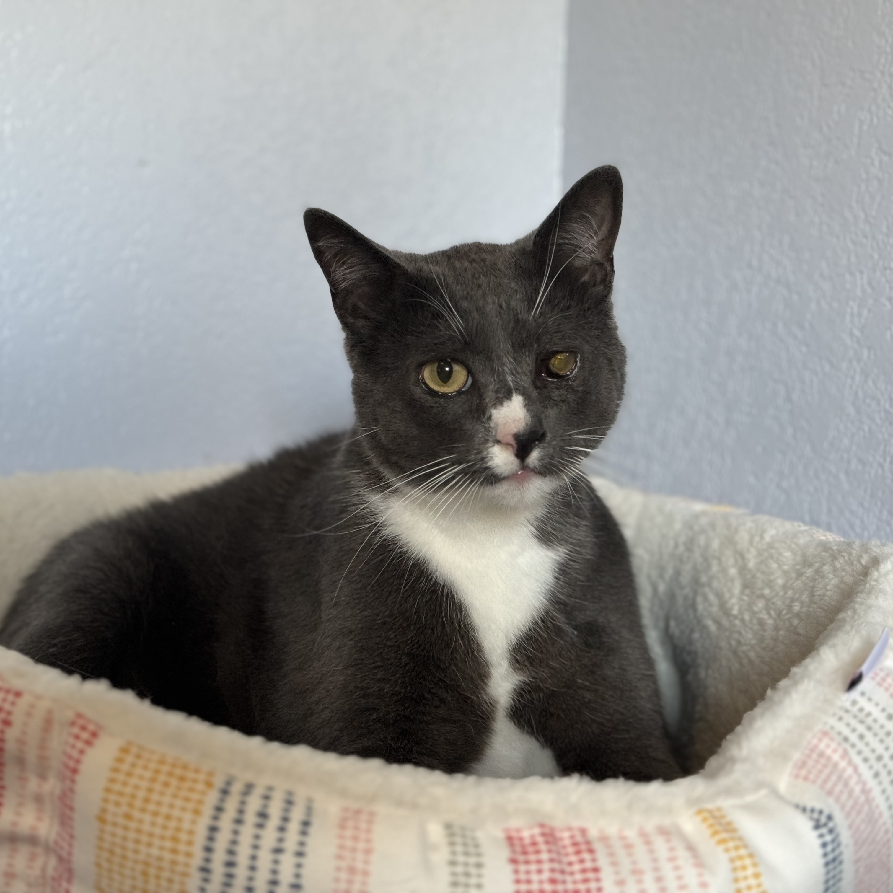 Melvin INDOOR ONLY, a Adoptable mixed breed in Stockton, CA image 1/4