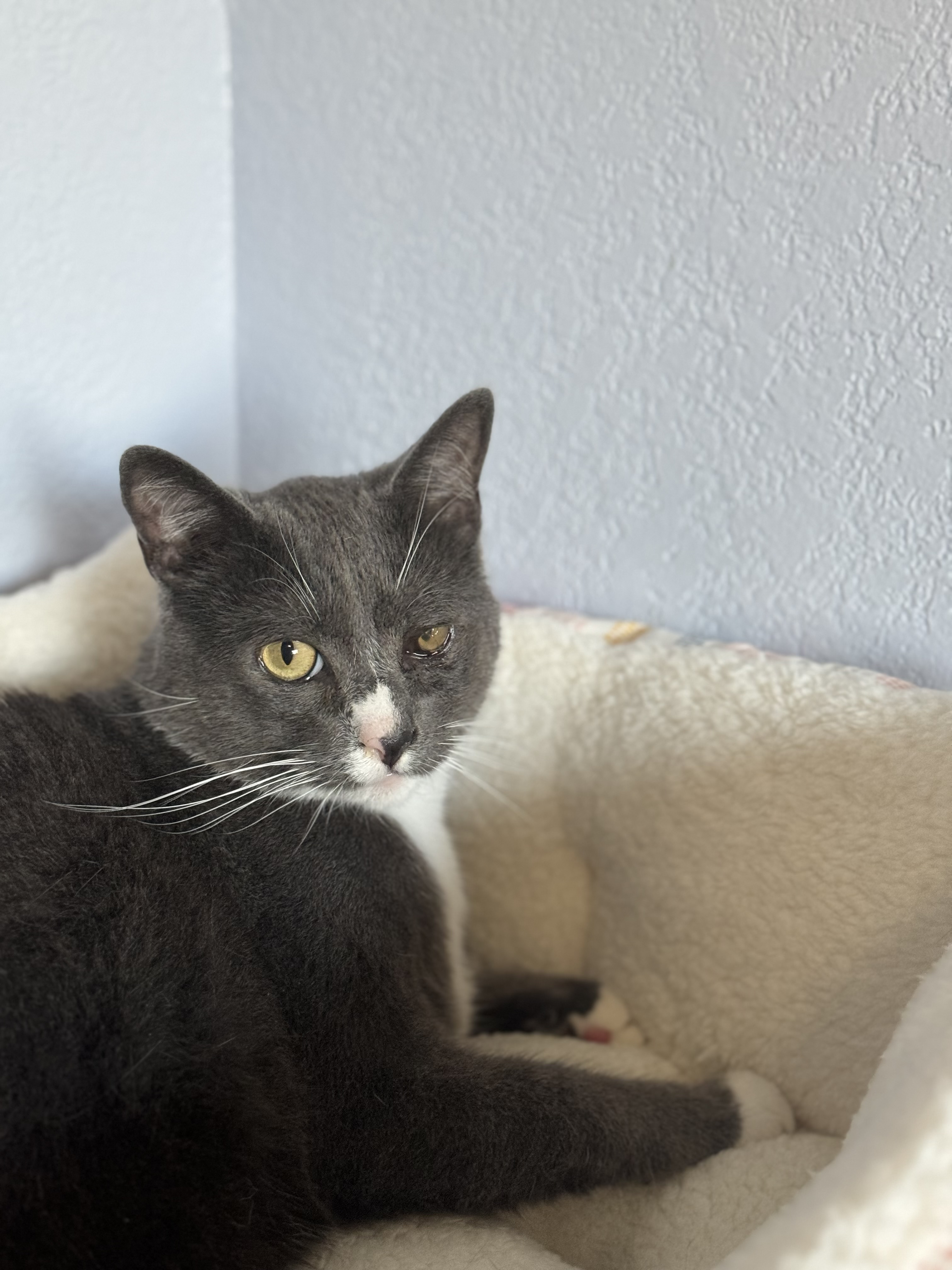 Melvin INDOOR ONLY, a Adoptable mixed breed in Stockton, CA image 2/3