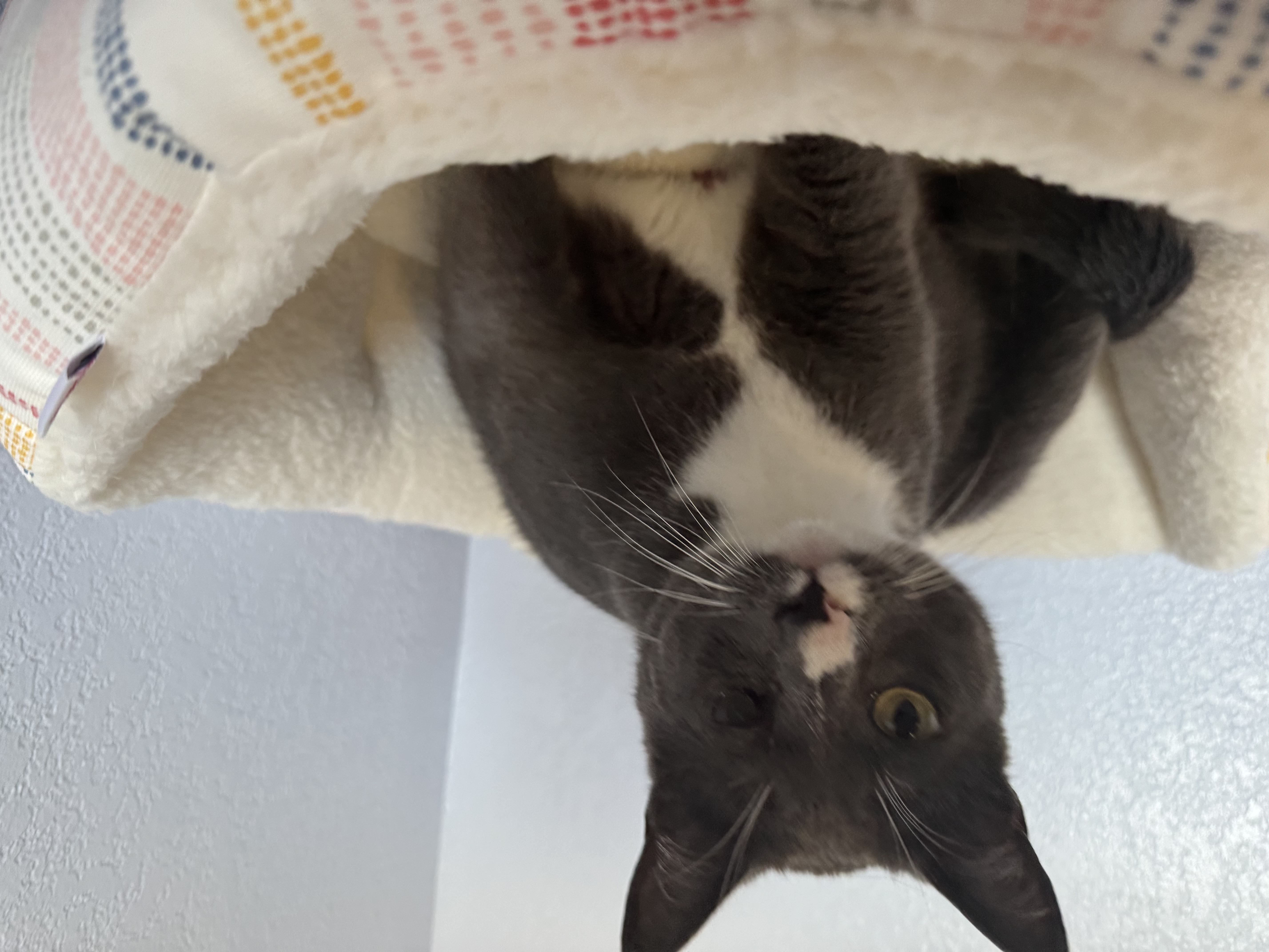 Melvin INDOOR ONLY, a Adoptable mixed breed in Stockton, CA image 3/3