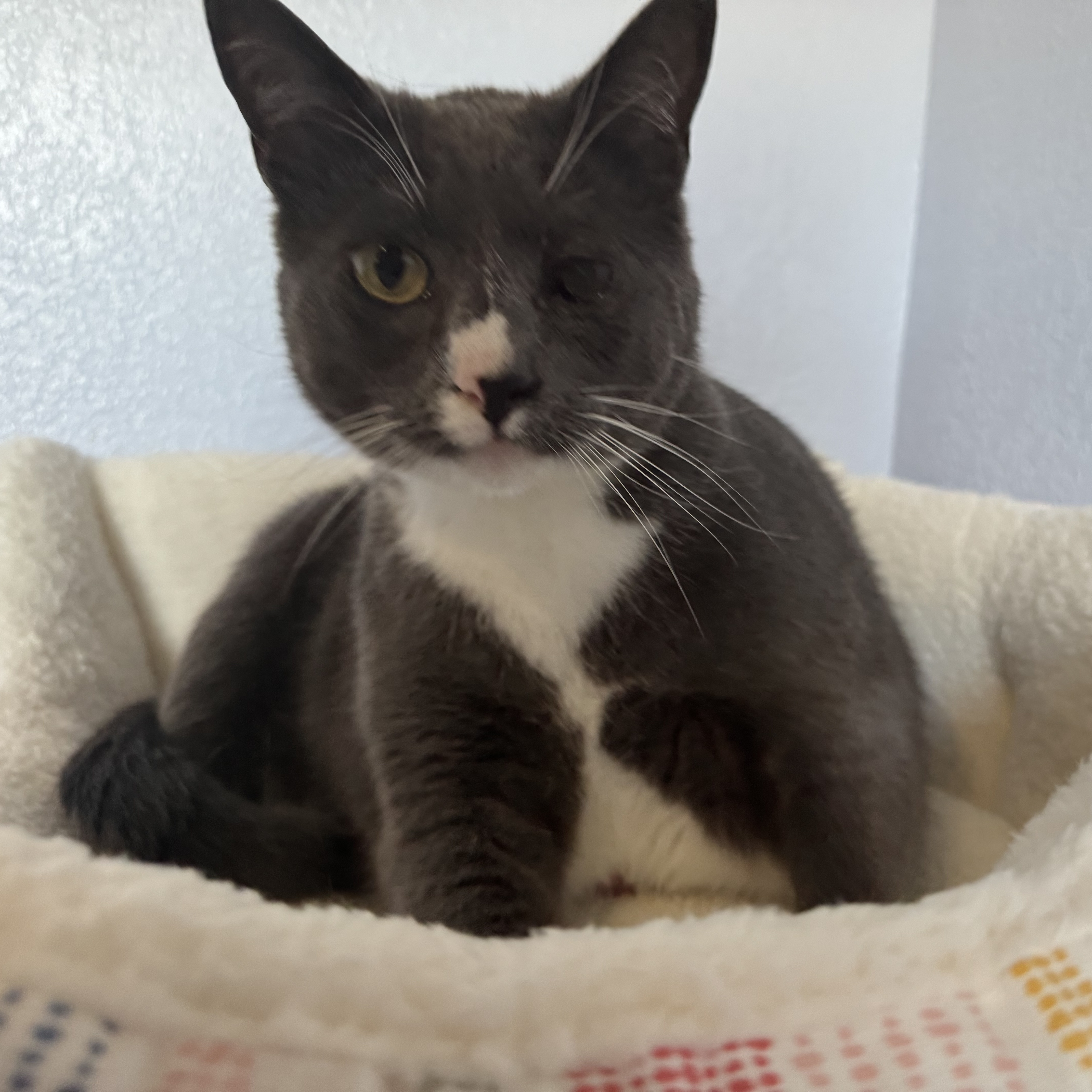 Melvin INDOOR ONLY, a Adoptable mixed breed in Stockton, CA image 4/4