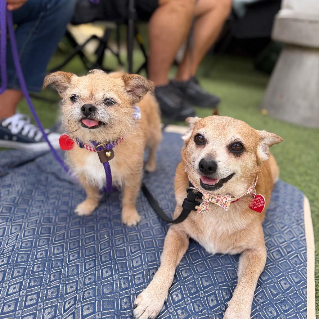 Nordy, Adoptable, Senior Female Brussels Griffon & Terrier.