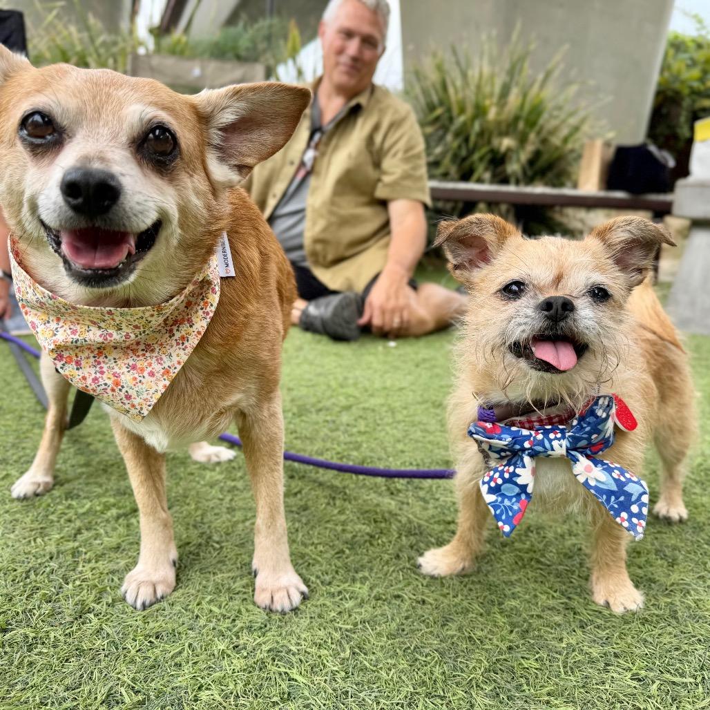 Nordy, a Adoptable mixed breed in Los Angeles, CA image 2/6