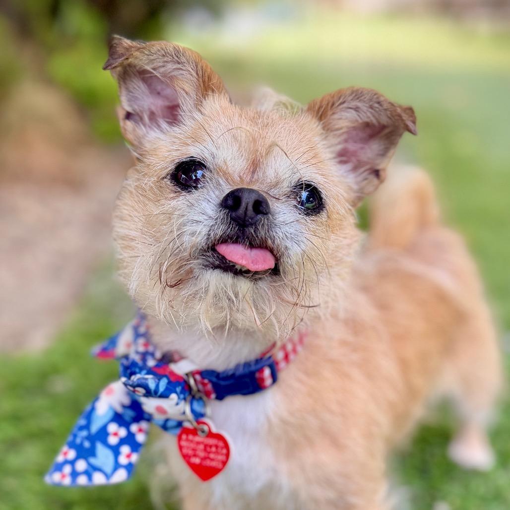 Nordy, a Adoptable mixed breed in Los Angeles, CA image 4/6