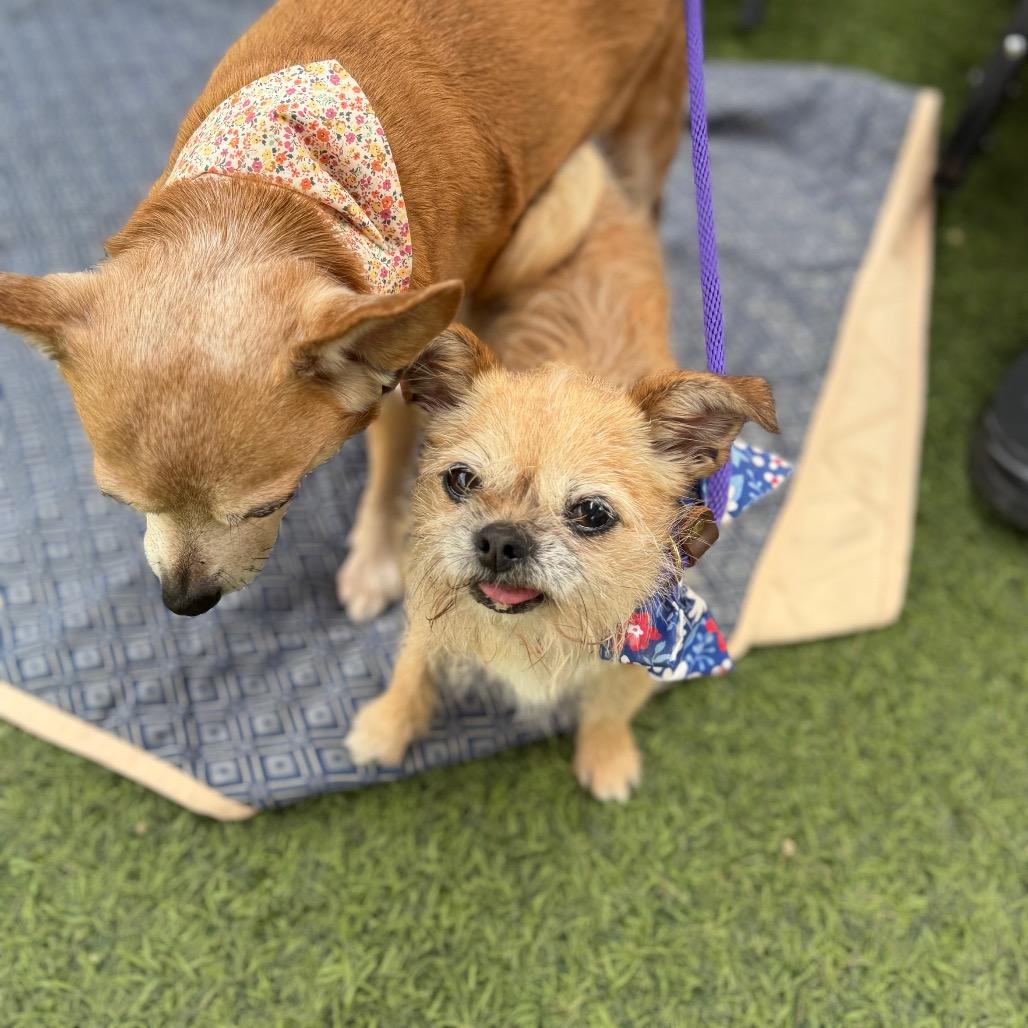 Nordy, a Adoptable mixed breed in Los Angeles, CA image 6/6