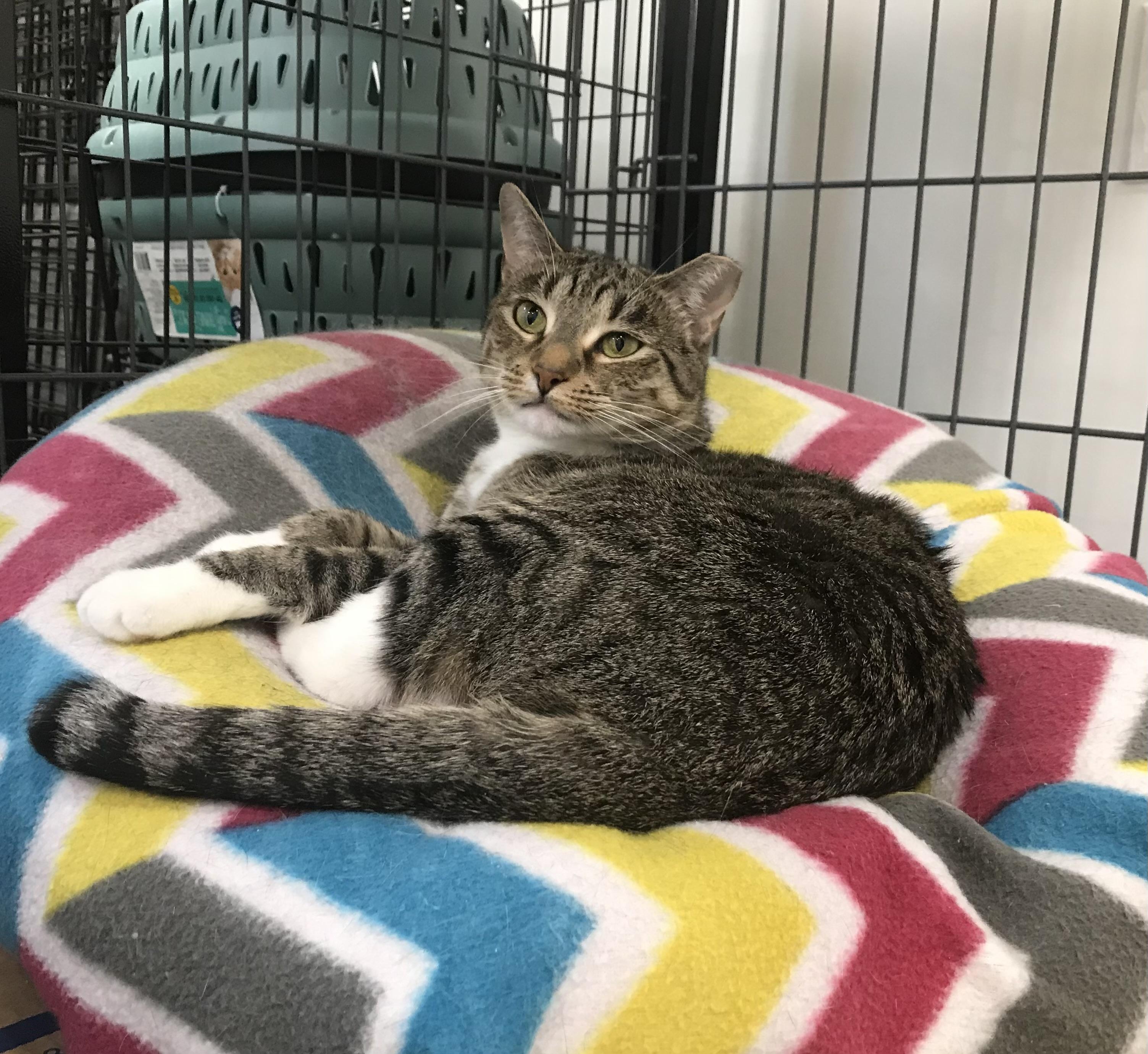 Nance, a Adoptable mixed breed in Columbia, SC image 4/6