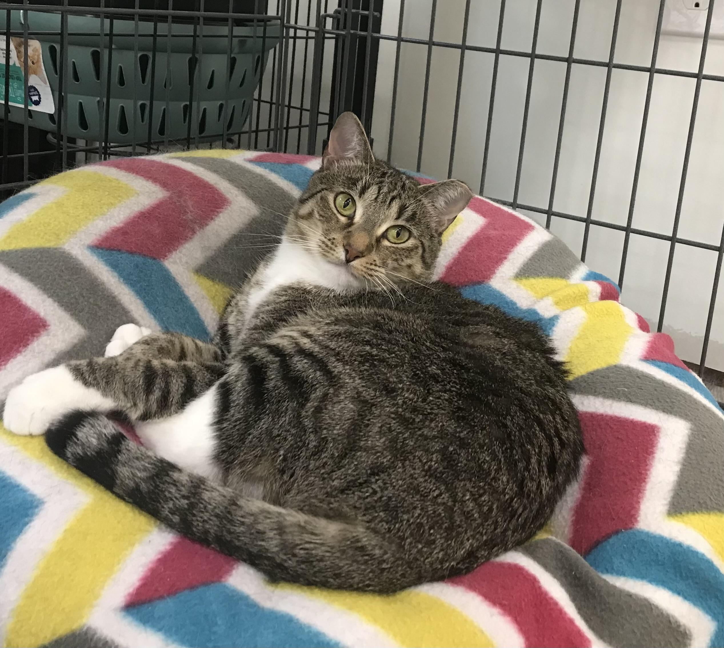 Nance, Adoptable, Adult Female Tabby & Domestic Short Hair.
