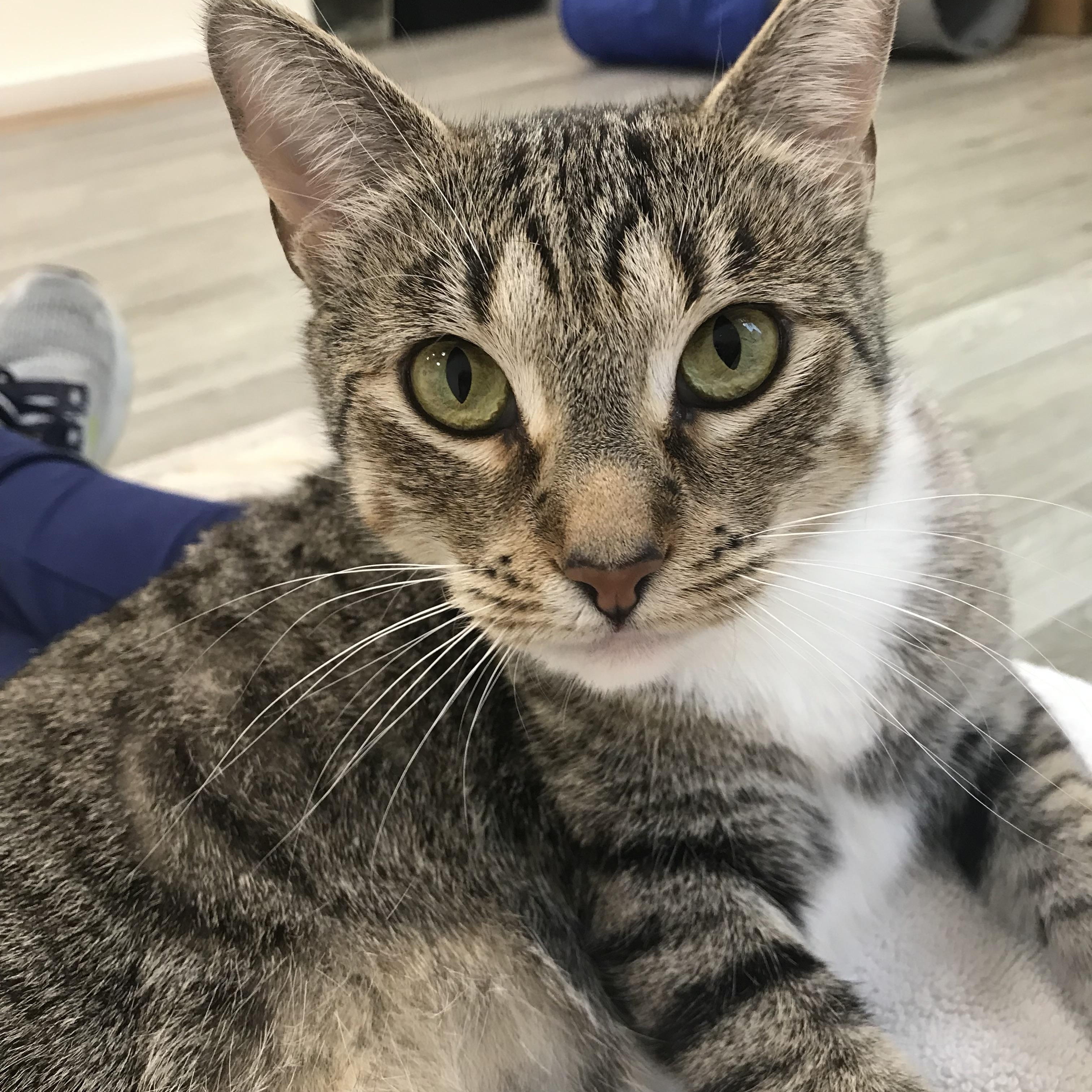 Nance, a Adoptable mixed breed in Columbia, SC image 5/6