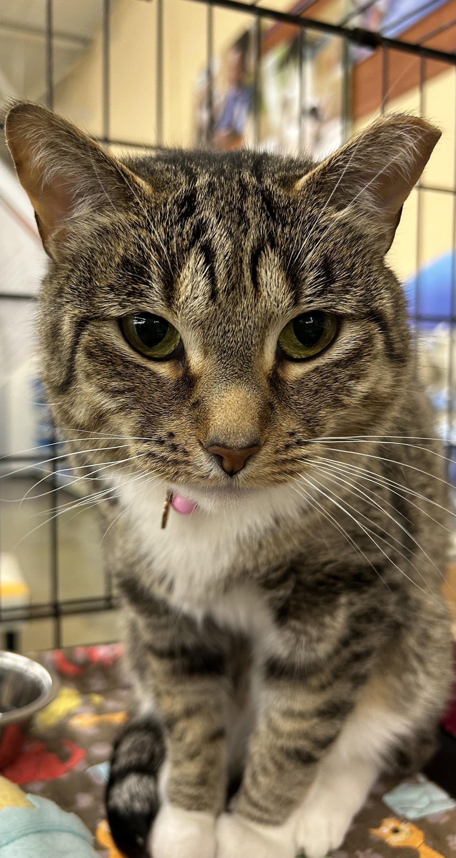 Nance, Adoptable, Adult Female Tabby & Domestic Short Hair.