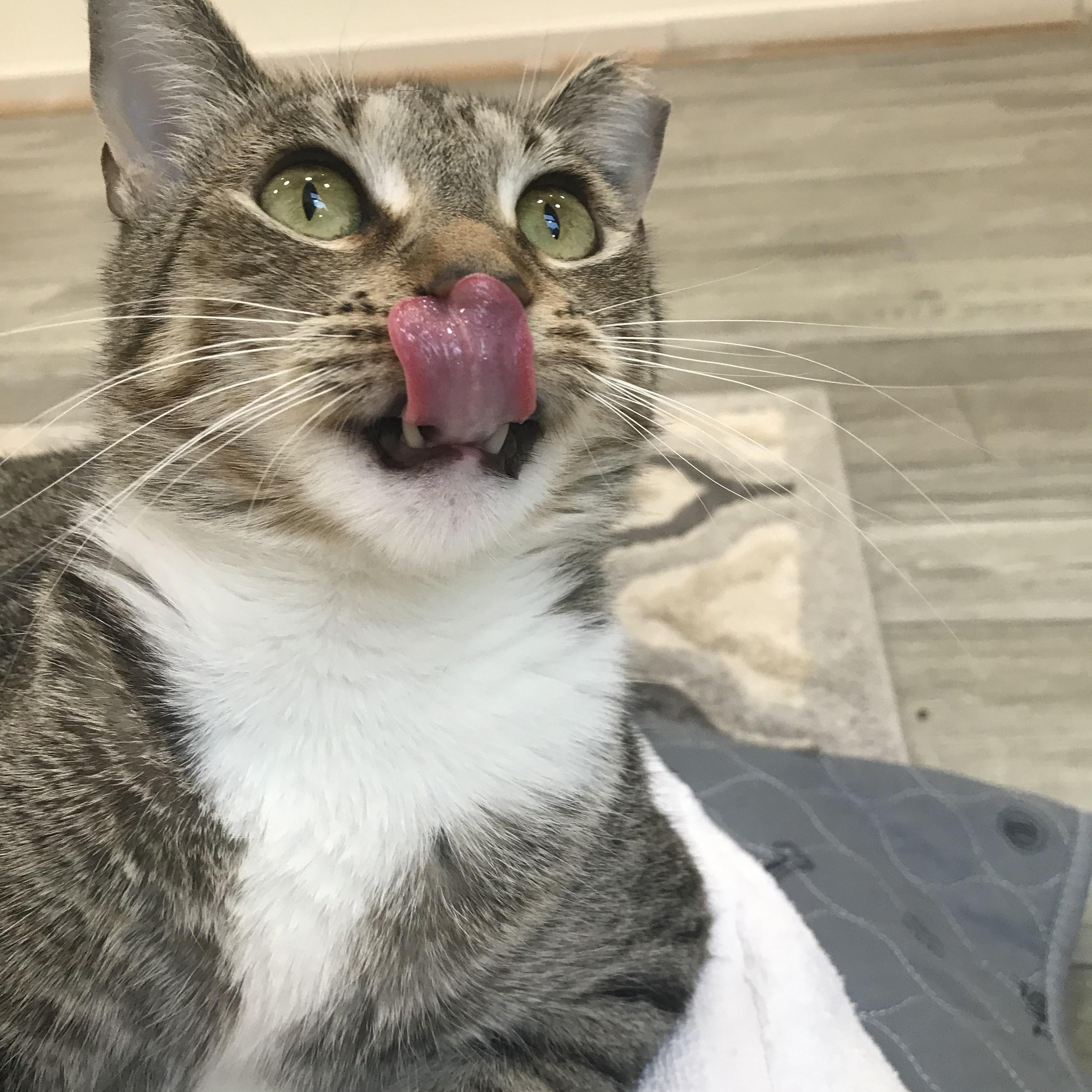 Nance, Adoptable, Adult Female Tabby & Domestic Short Hair.