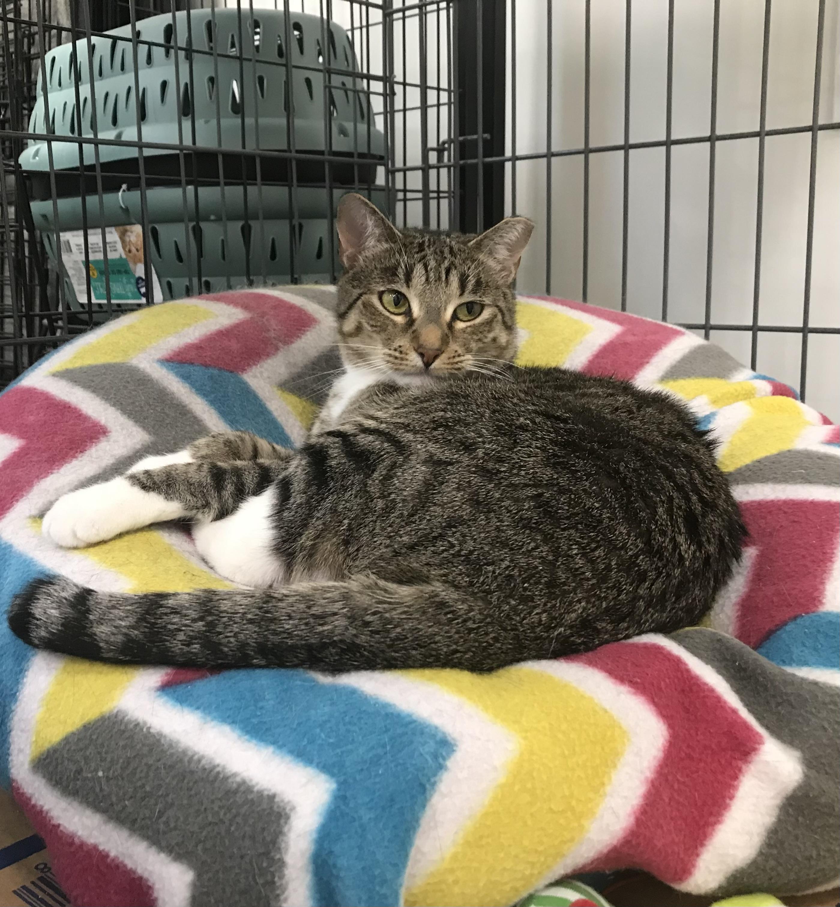 Nance, a Adoptable mixed breed in Columbia, SC image 6/6