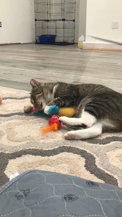 Enlarge Nance, a Adoptable mixed breed in Columbia, SC video 3/6