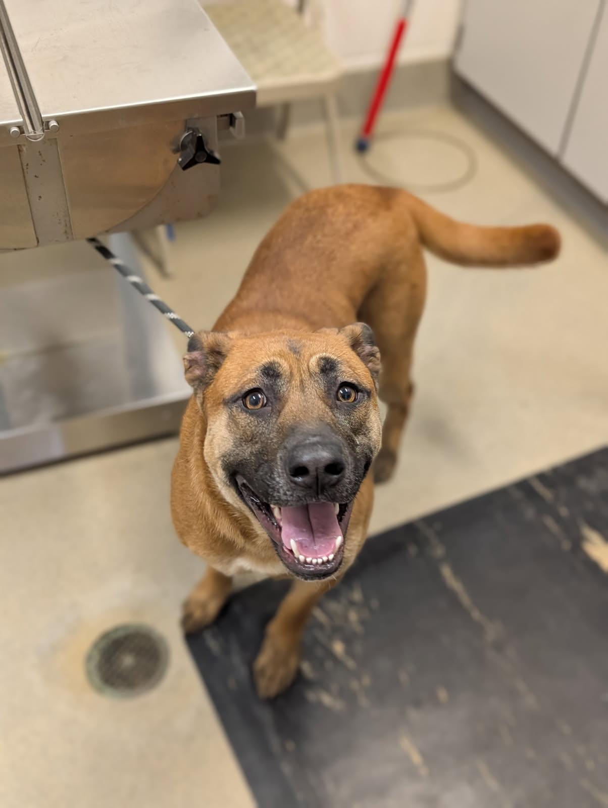 Dosi, ADOPTABLE, Adult Female Shepherd.