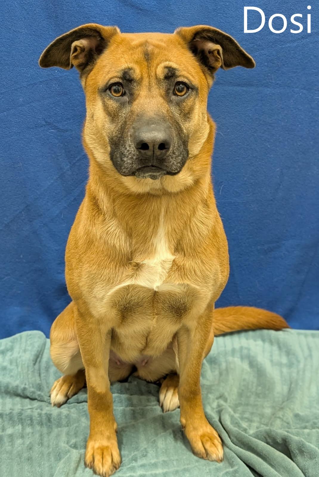 Dosi, a ADOPTABLE mixed breed in Mount Vernon, OH image 1/2