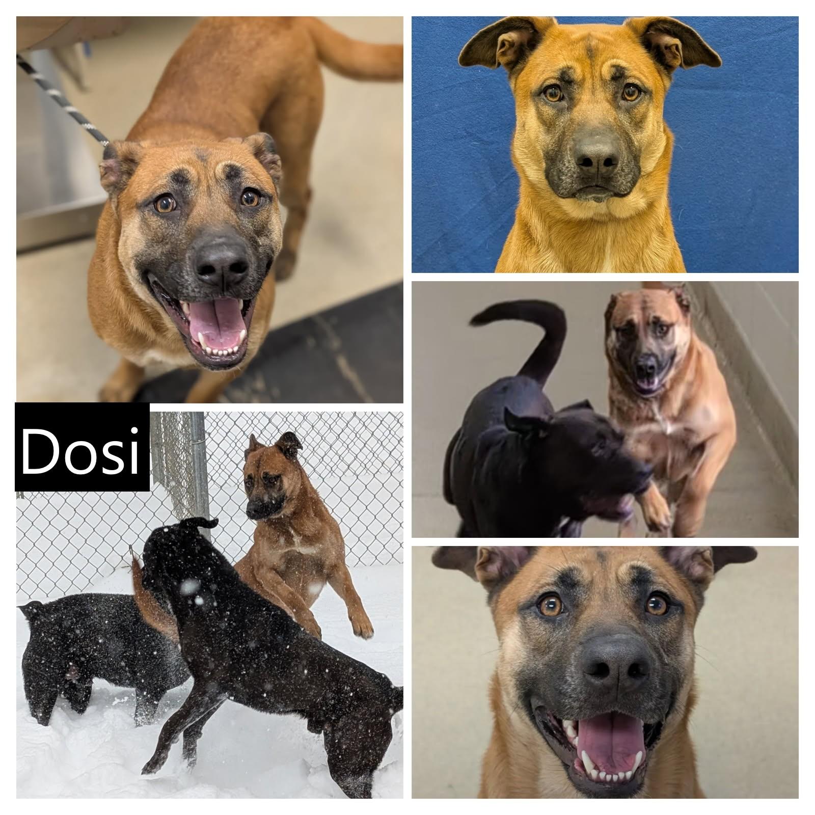 Enlarge Dosi, a ADOPTABLE mixed breed in Mount Vernon, OH image 3/3