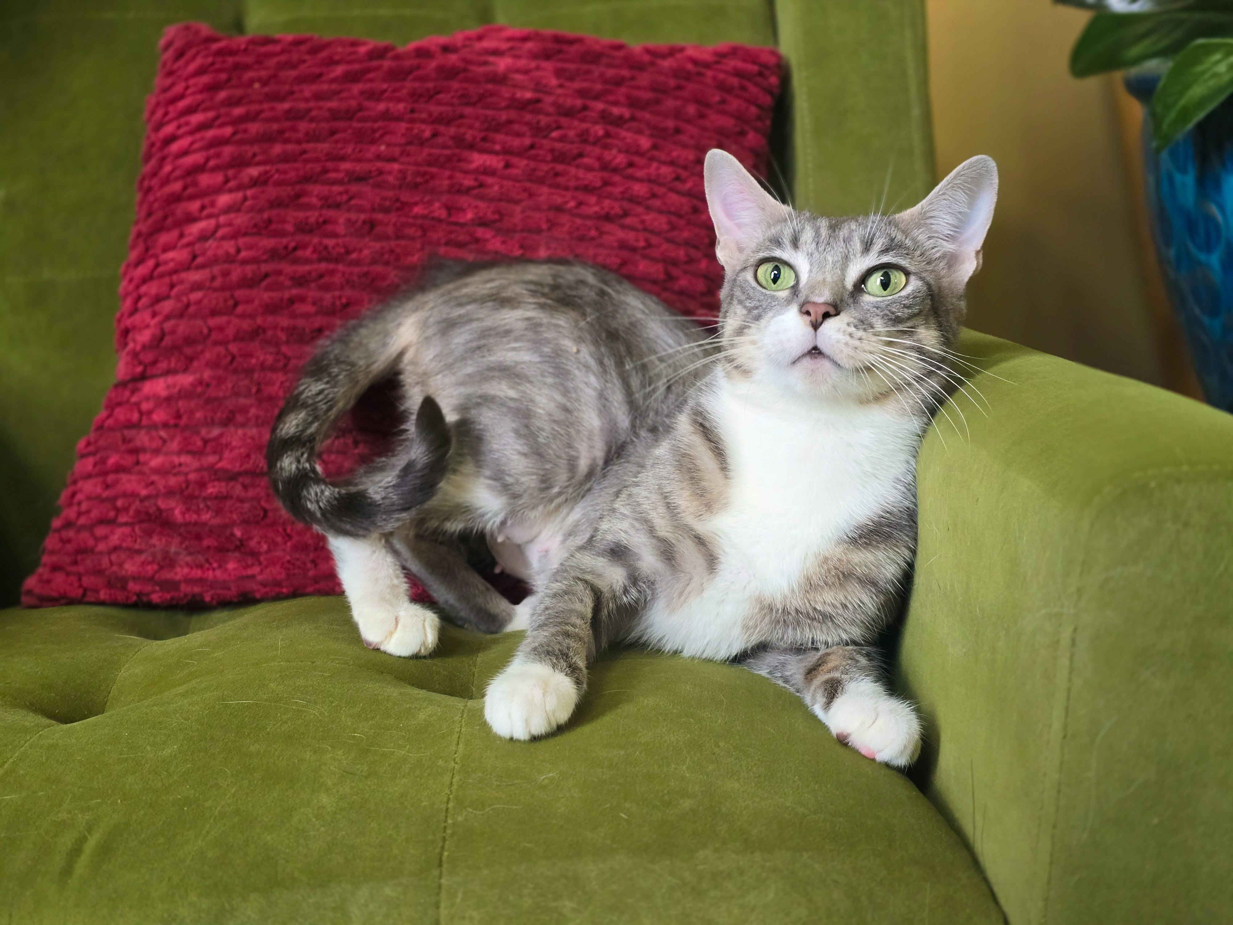 Ruthie, a ADOPTABLE Domestic Short Hair in Mullica Hill, NJ image 3/4