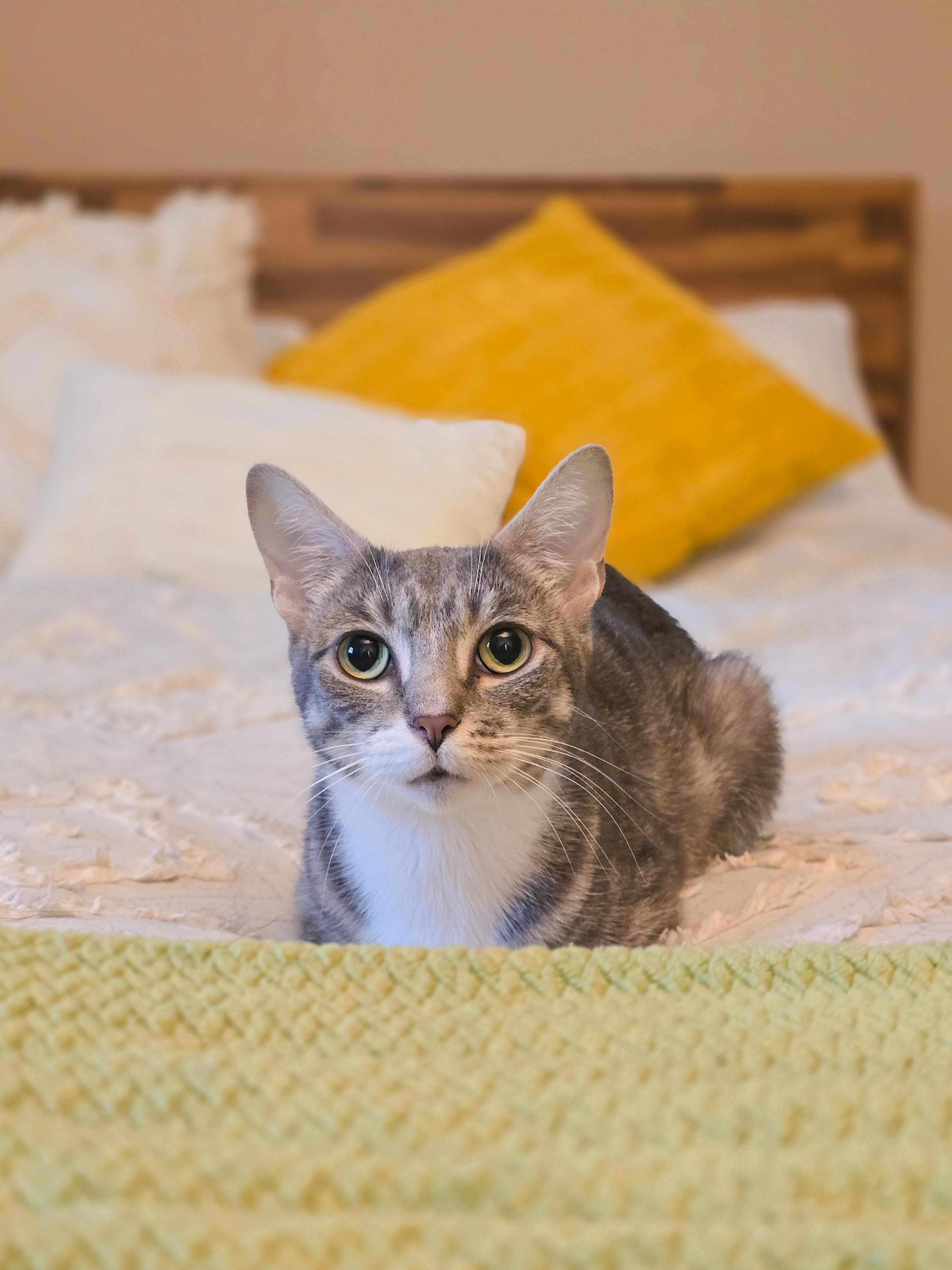 Ruthie, ADOPTABLE, Adult Female Domestic Short Hair.