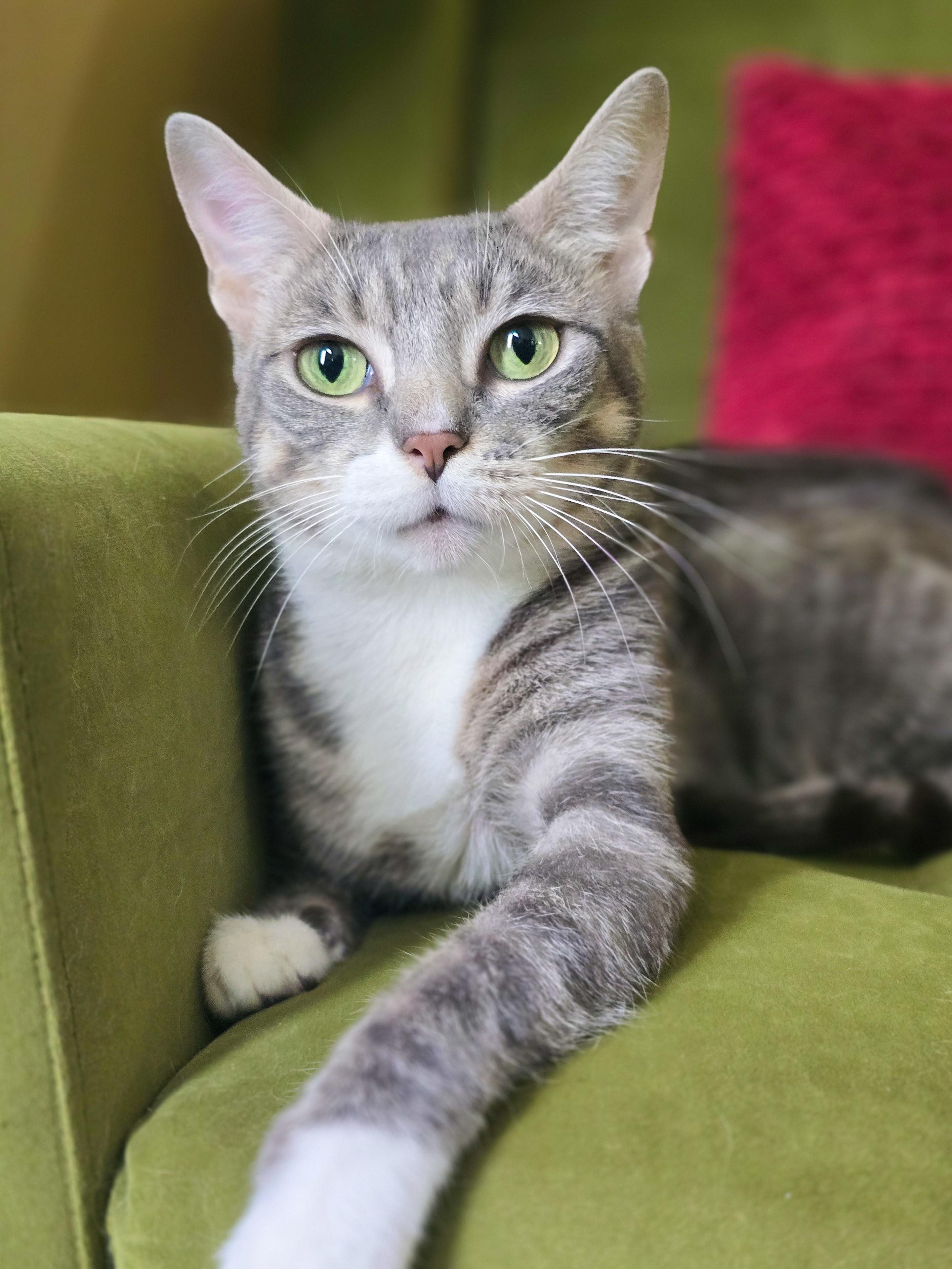 Ruthie, a ADOPTABLE Domestic Short Hair in Mullica Hill, NJ image 2/4