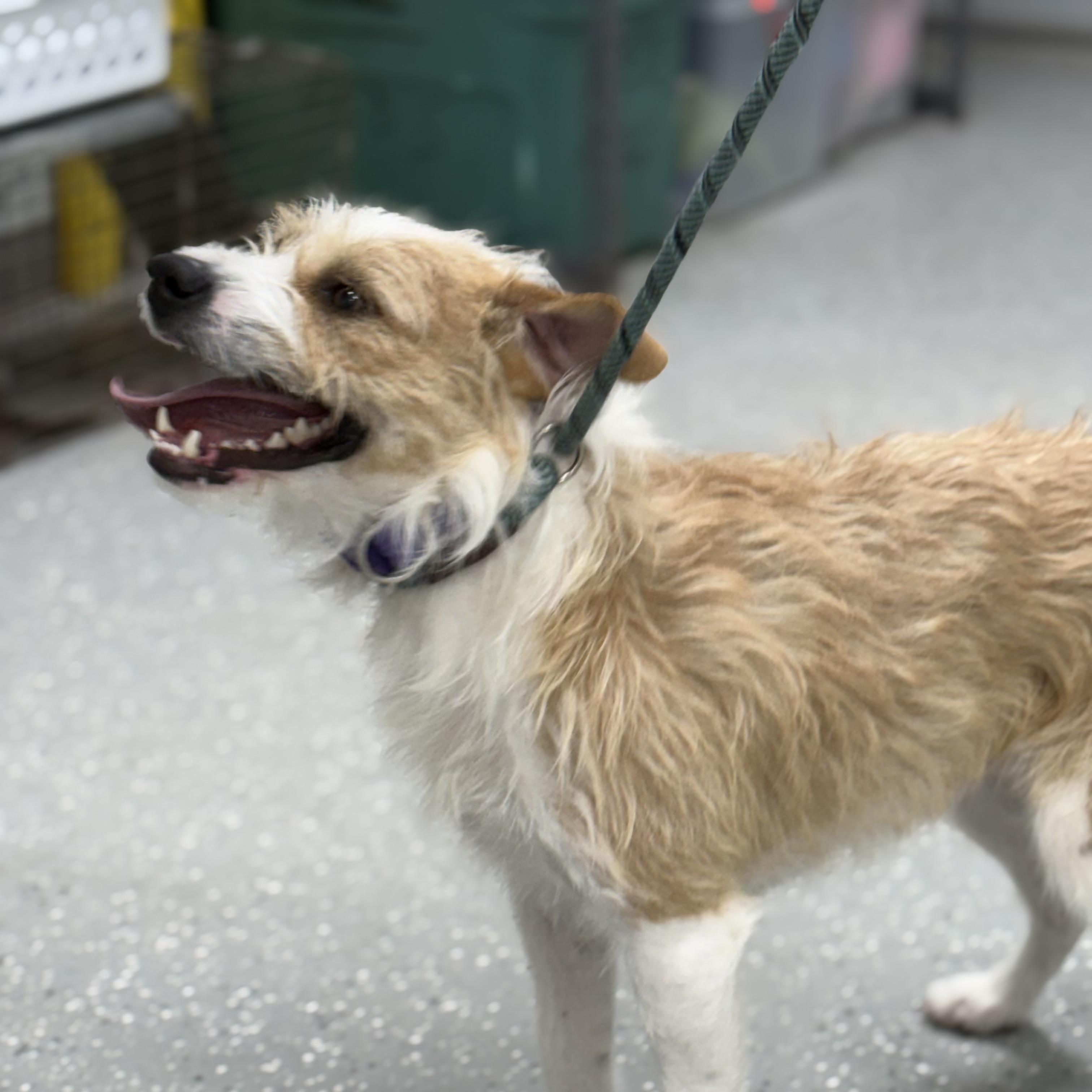 Enlarge Dave, a ADOPTABLE mixed breed in Bardstown, KY image 4/6