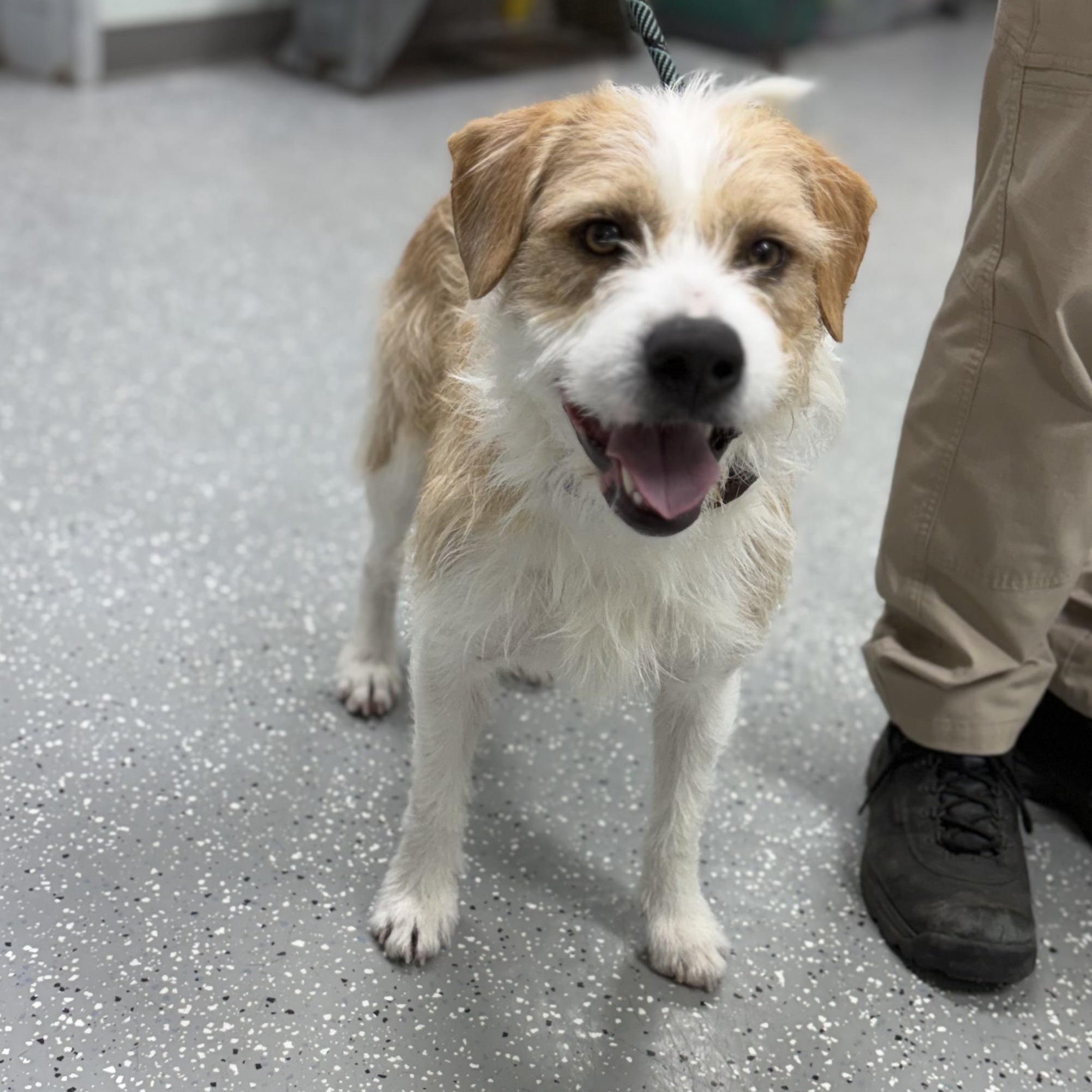 Enlarge Dave, a ADOPTABLE mixed breed in Bardstown, KY image 5/6