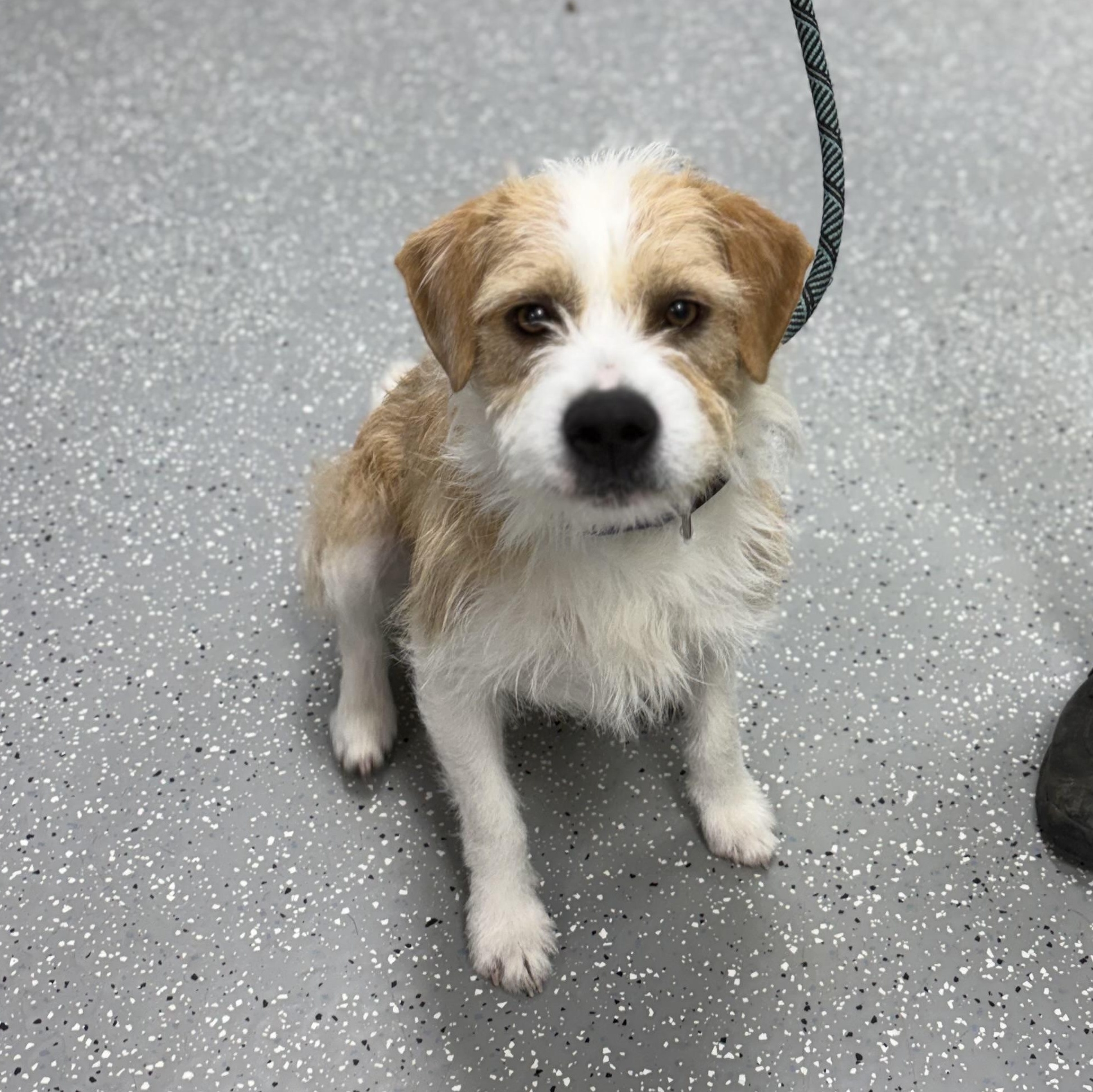 Enlarge Dave, a ADOPTABLE mixed breed in Bardstown, KY image 3/6