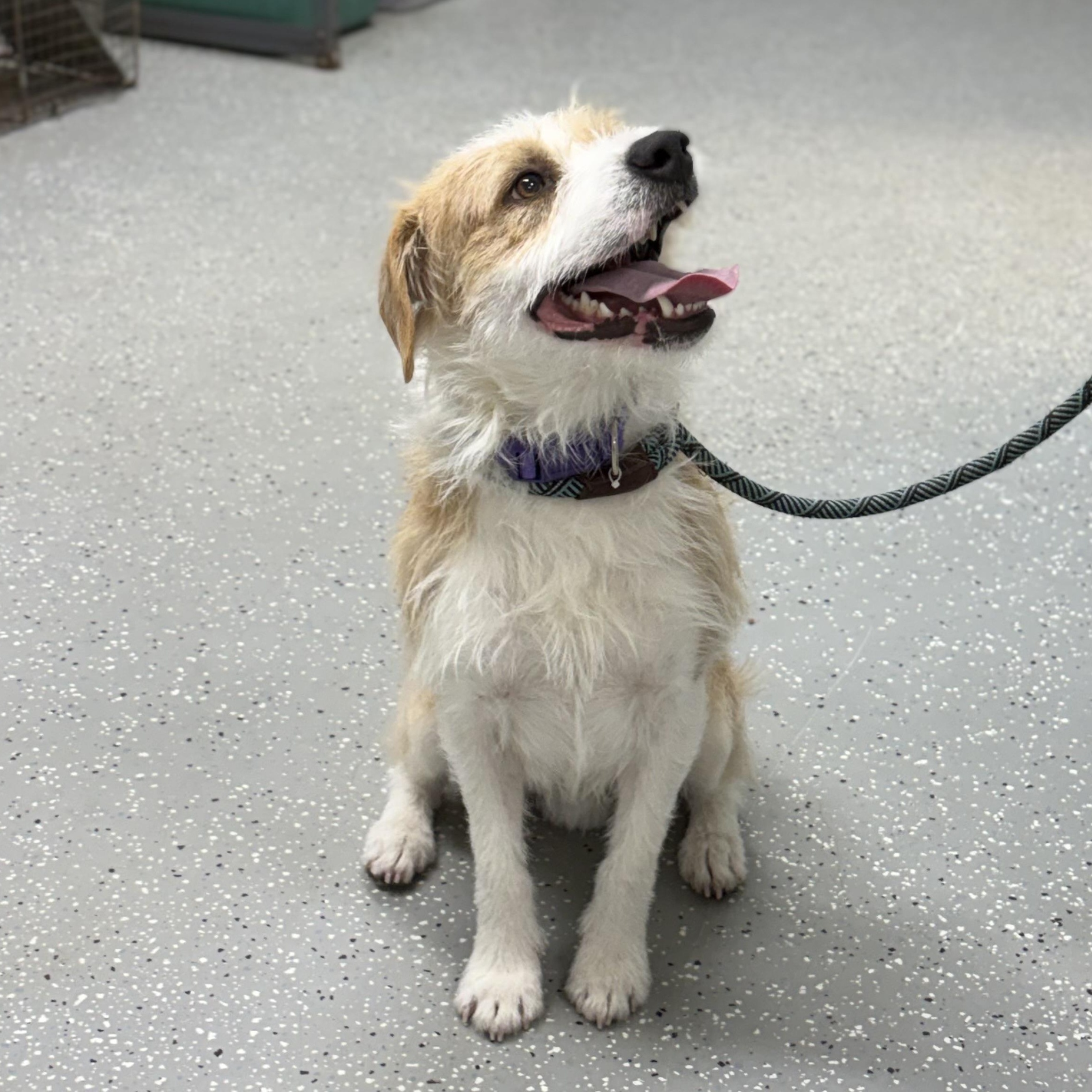 Enlarge Dave, a ADOPTABLE mixed breed in Bardstown, KY image 2/6