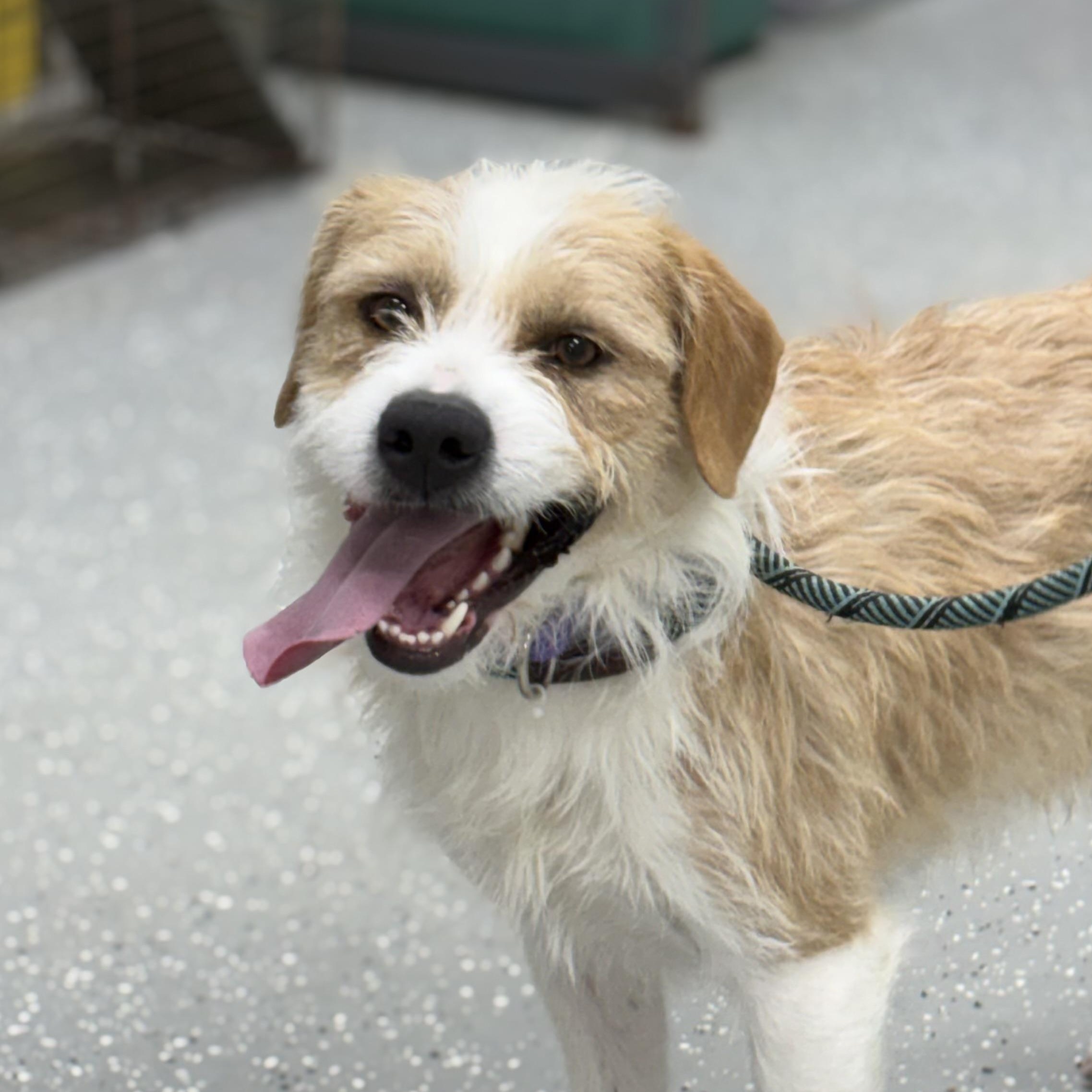 Dave, ADOPTABLE, Young Male Parson Russell Terrier.