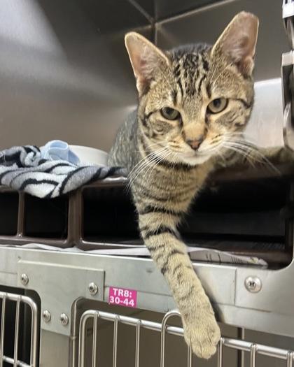 Atlas, Adoptable, Young Male Domestic Short Hair & Domestic Short Hair.