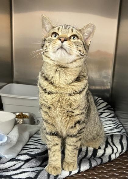 Atlas, a Adoptable mixed breed in Wilkesboro, NC image 2/2