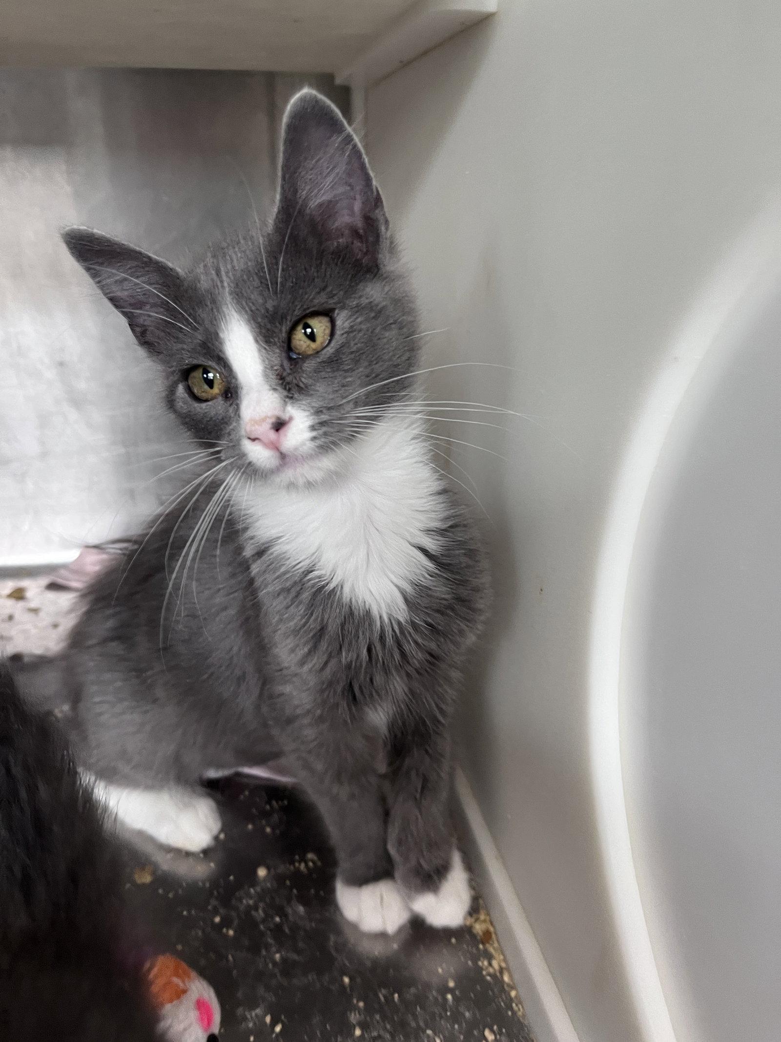 Enlarge Cheryl, a Adoptable Domestic Short Hair in Carrollton, GA image 1/3
