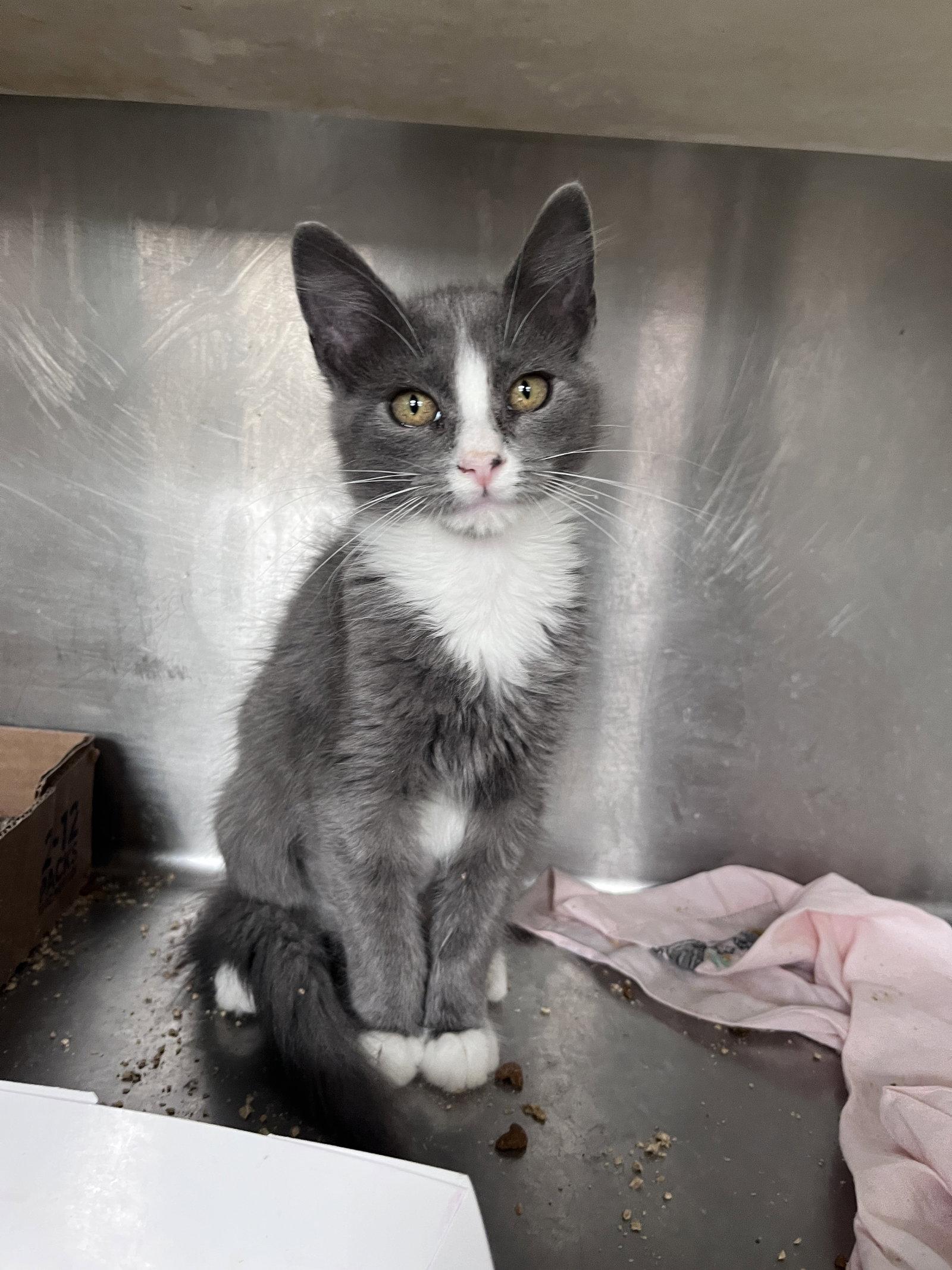 Enlarge Cheryl, a Adoptable Domestic Short Hair in Carrollton, GA image 2/3