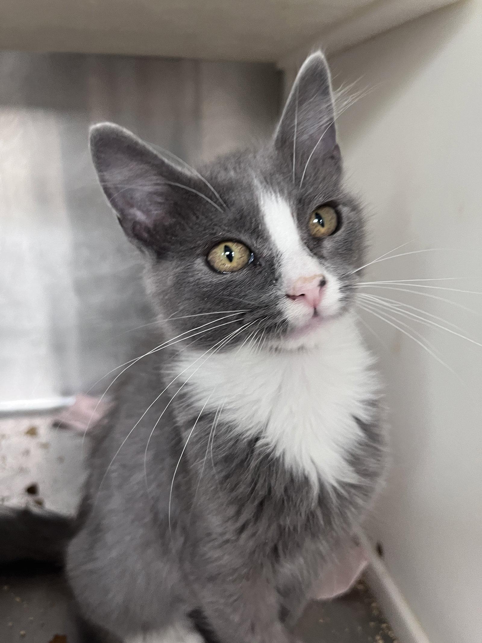 Enlarge Cheryl, a Adoptable Domestic Short Hair in Carrollton, GA image 3/3