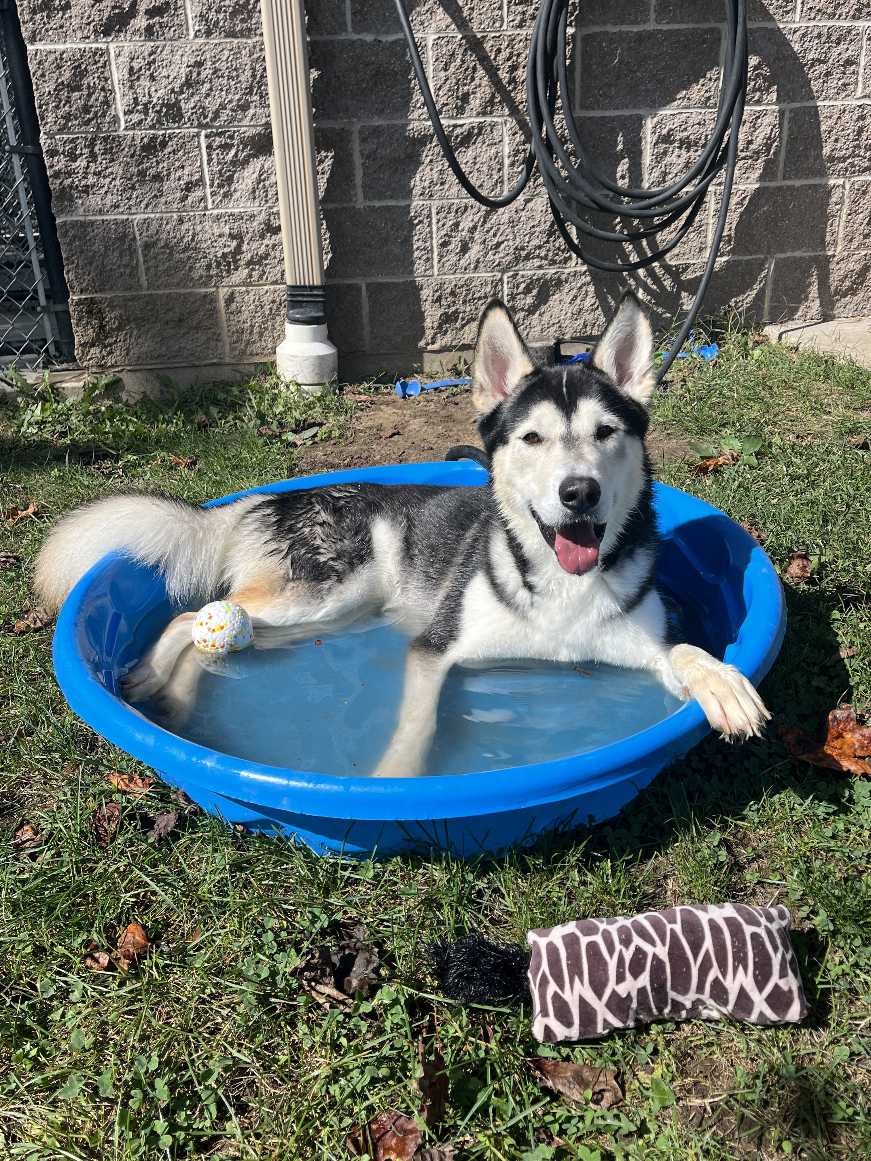Creed, a Adoptable Husky in Valparaiso, IN image 3/6