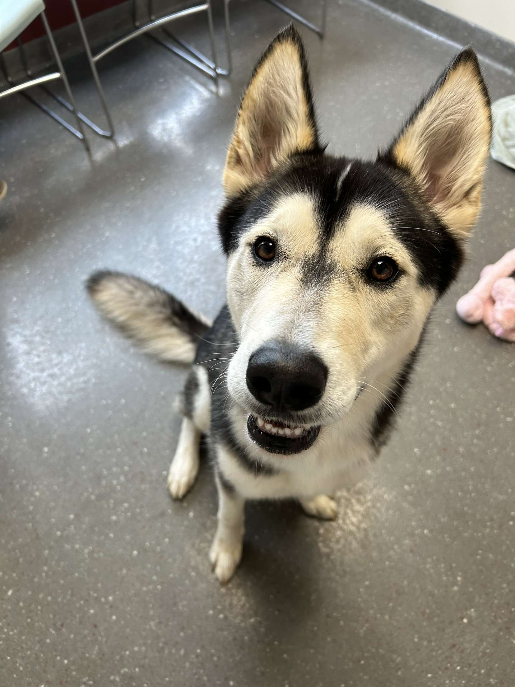 Creed, a Adoptable Husky in Valparaiso, IN image 5/6