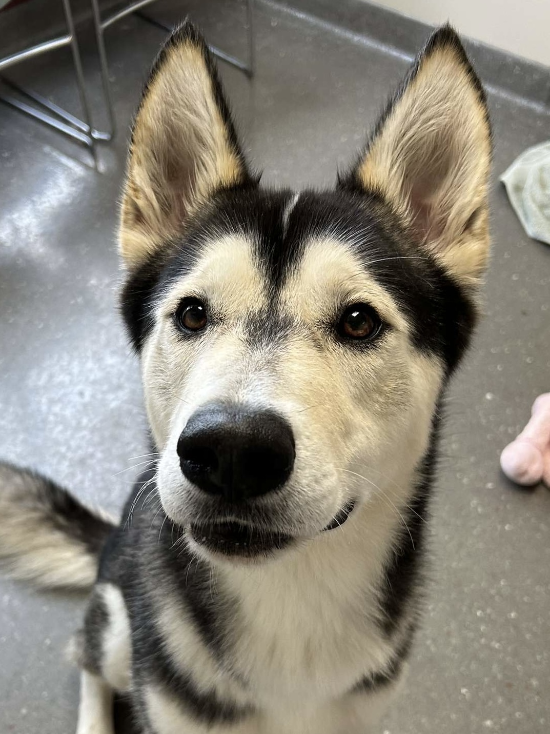 Creed, a Adoptable Husky in Valparaiso, IN image 4/6