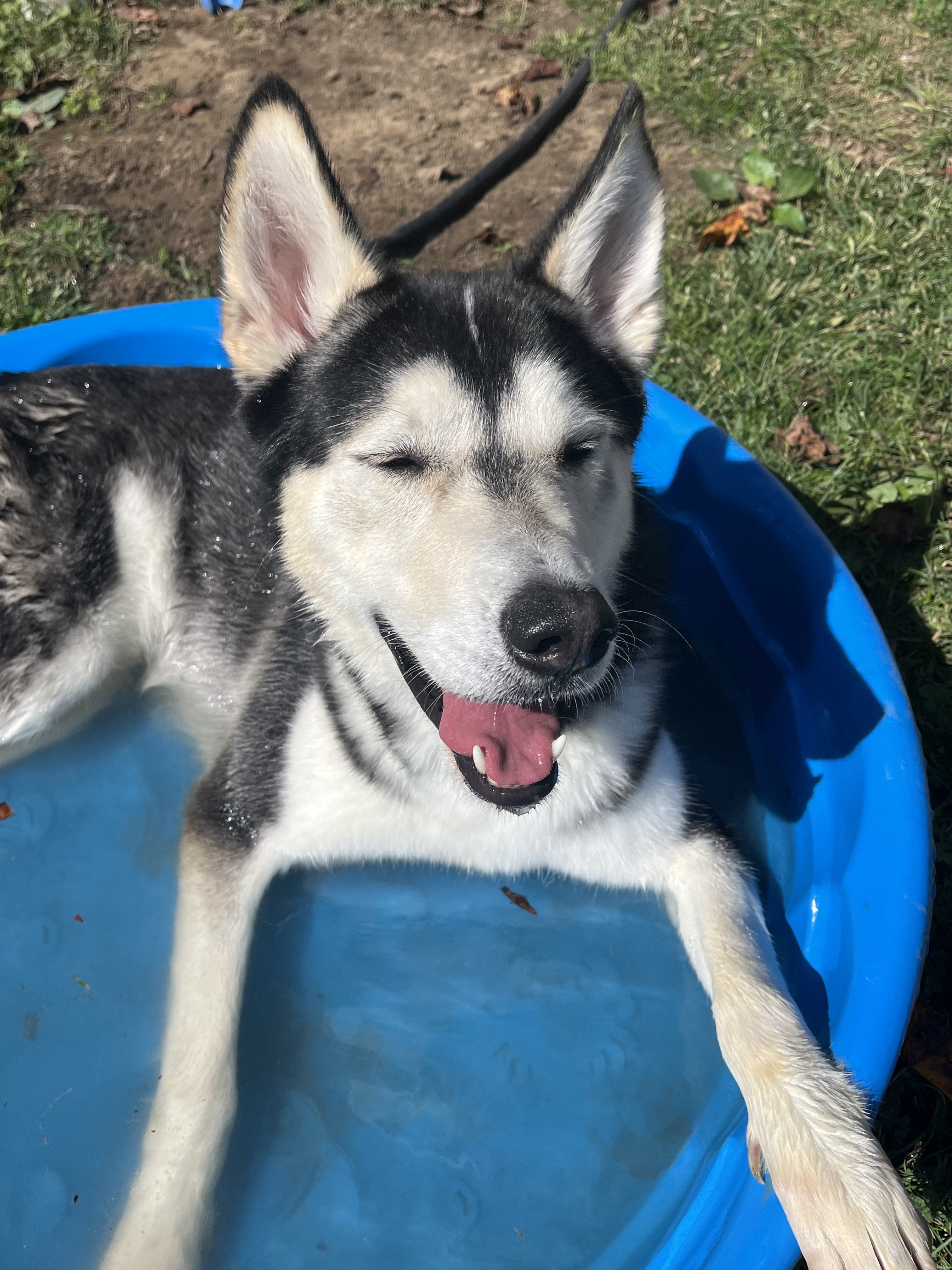 Creed, Adoptable, Adult Male Husky.