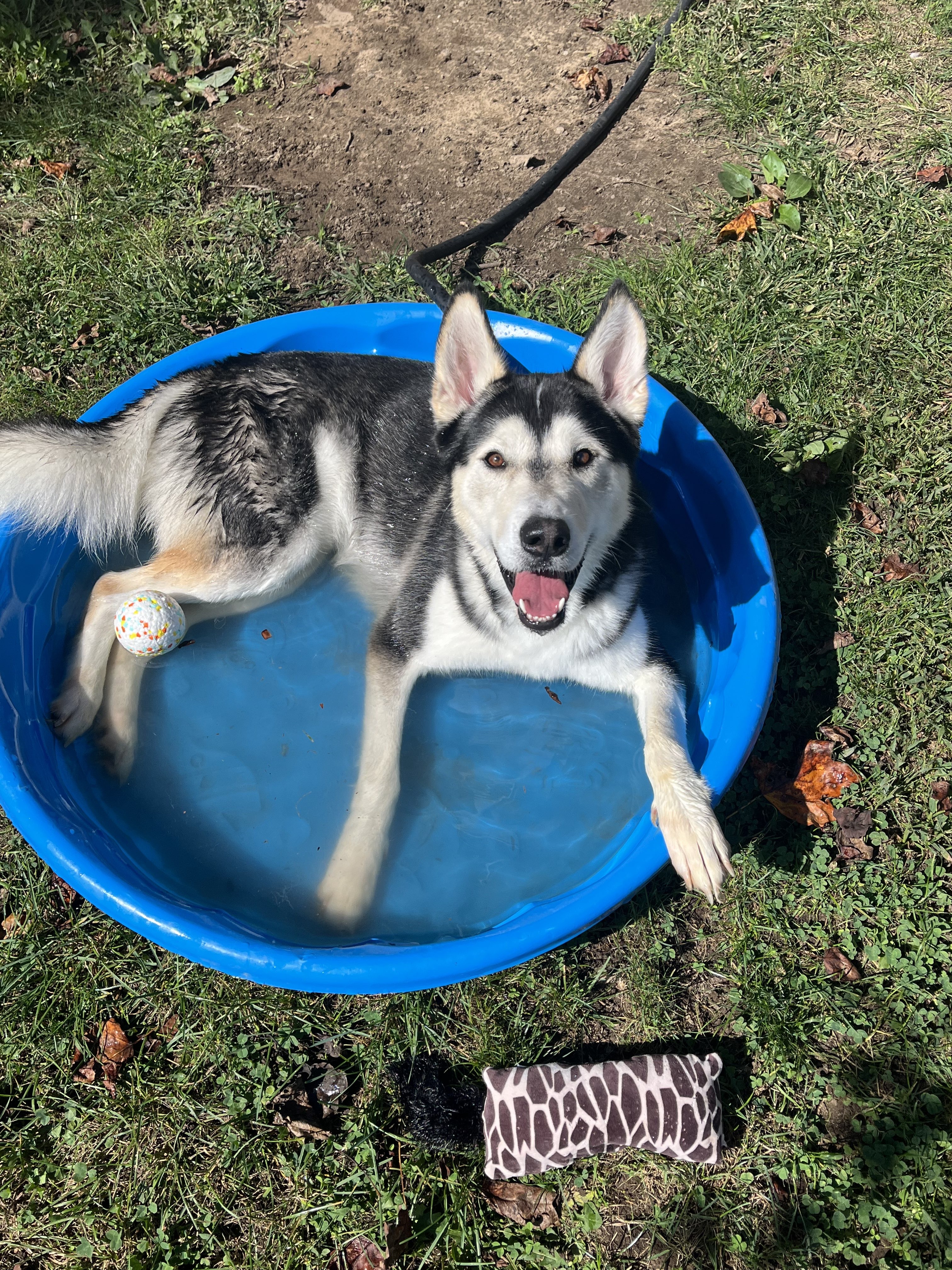 Creed, a Adoptable Husky in Valparaiso, IN image 6/6
