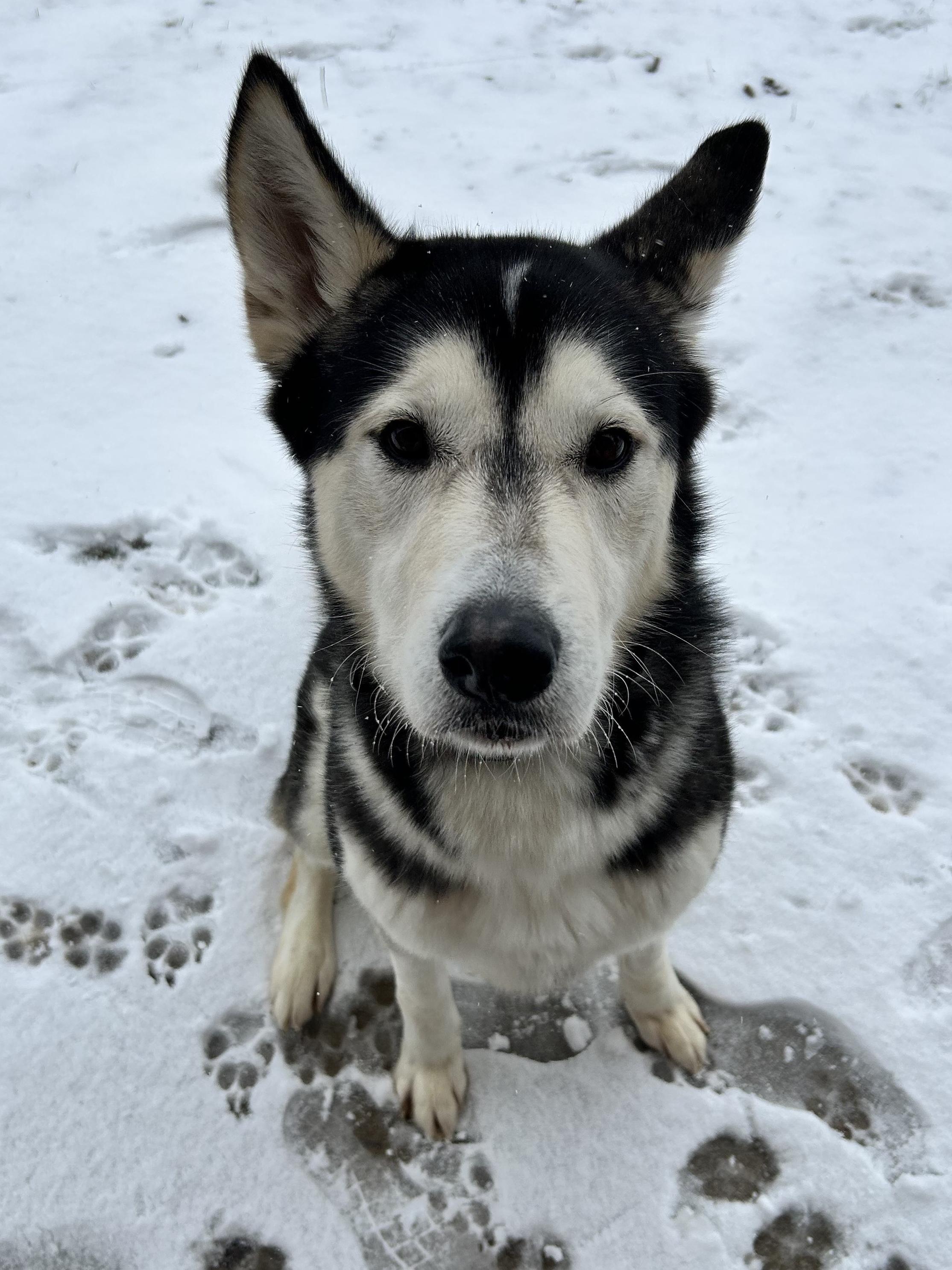 Creed, a Adoptable Husky in Valparaiso, IN image 2/6