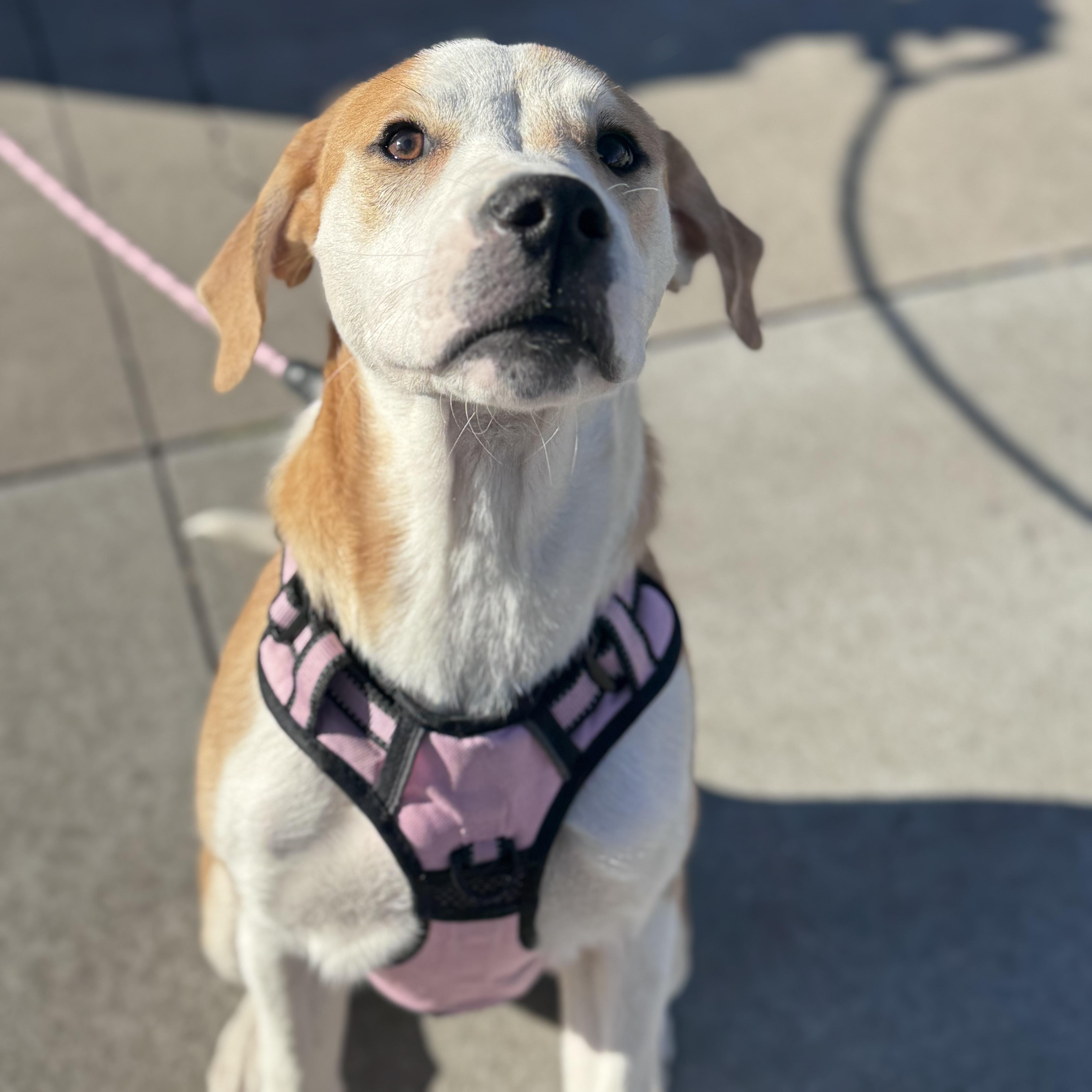 Enlarge Maisie, an adoptable mixed breed in Rock Hill, SC image 5/6