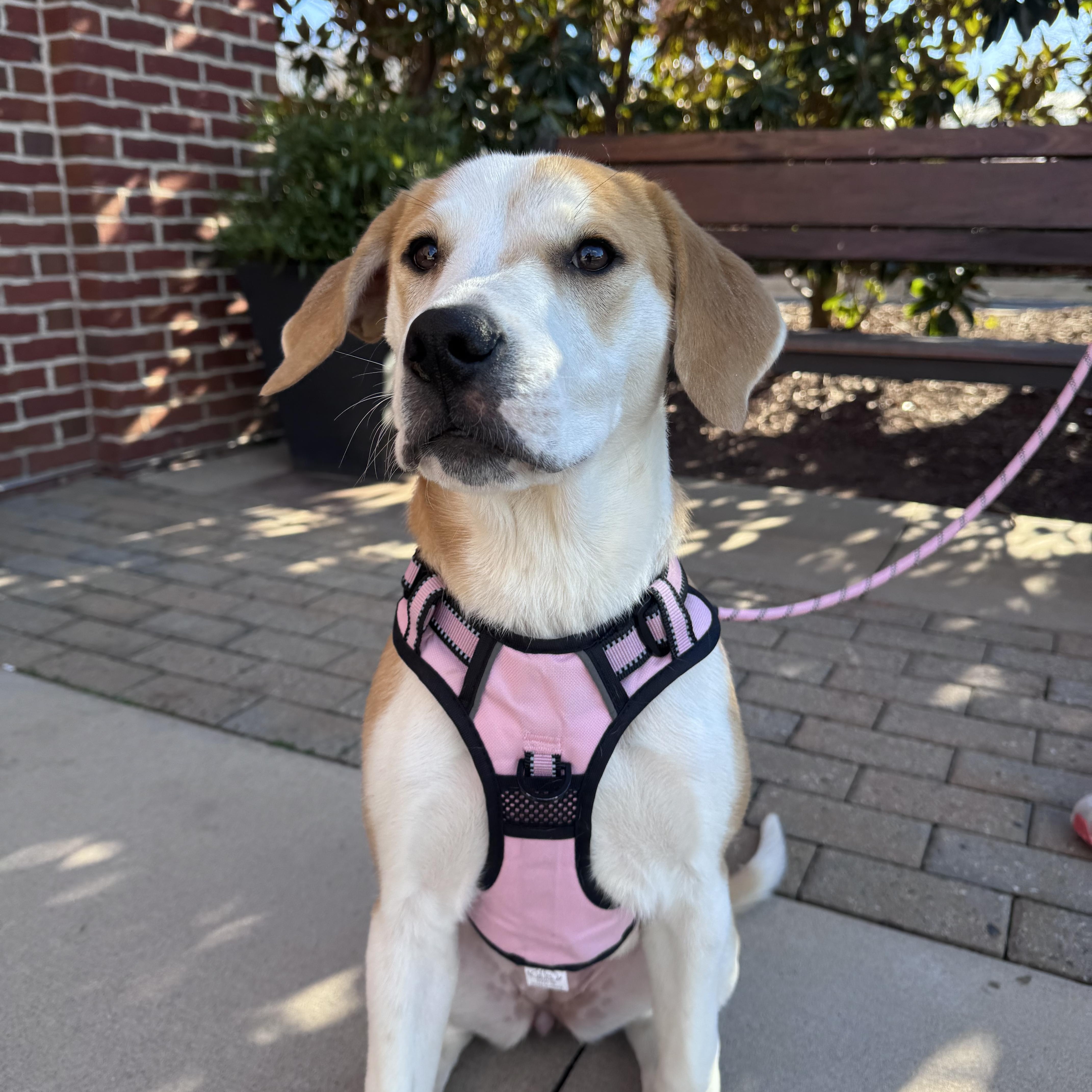 Enlarge Maisie, an adoptable mixed breed in Rock Hill, SC image 3/6