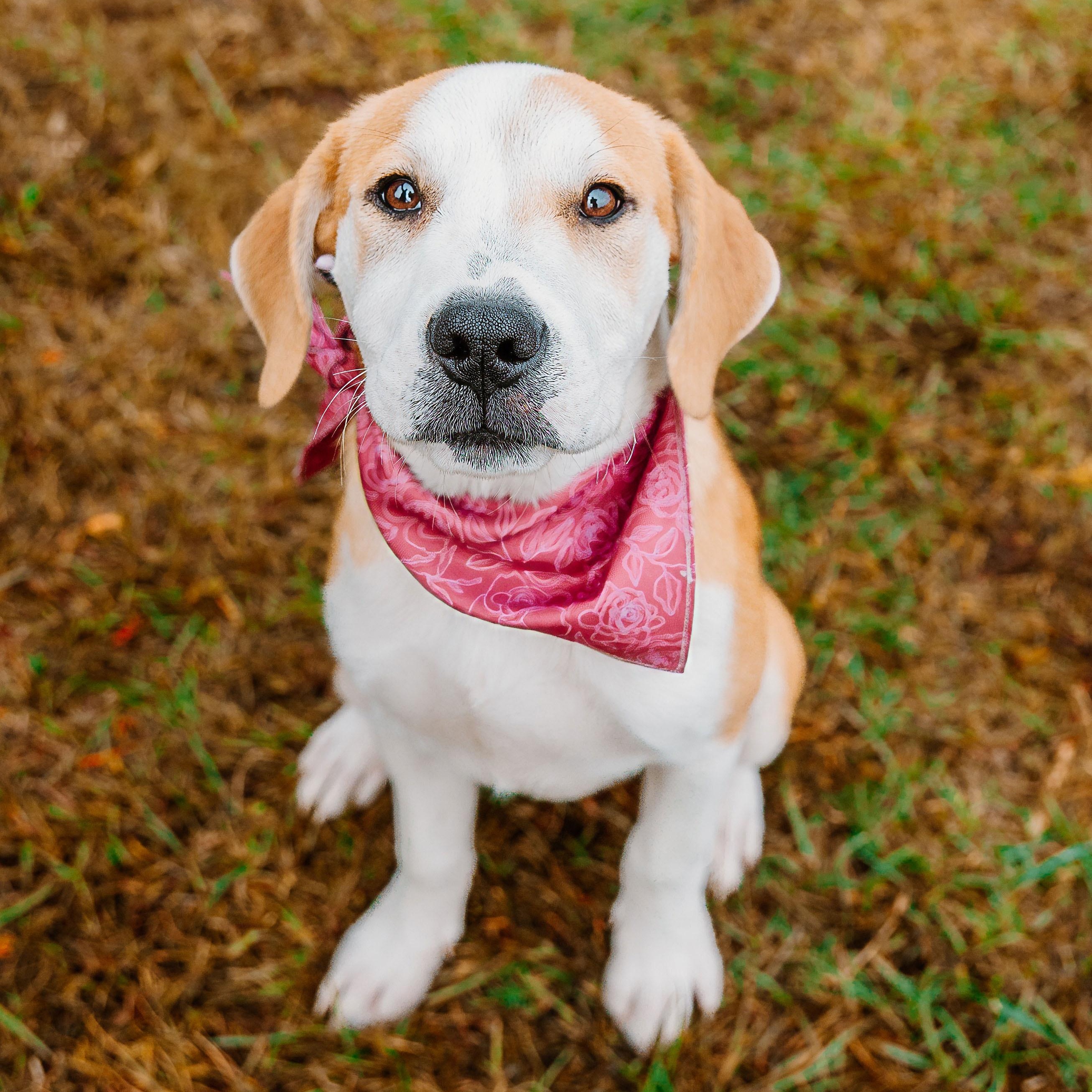 Enlarge Maisie, an adoptable mixed breed in Rock Hill, SC image 6/6